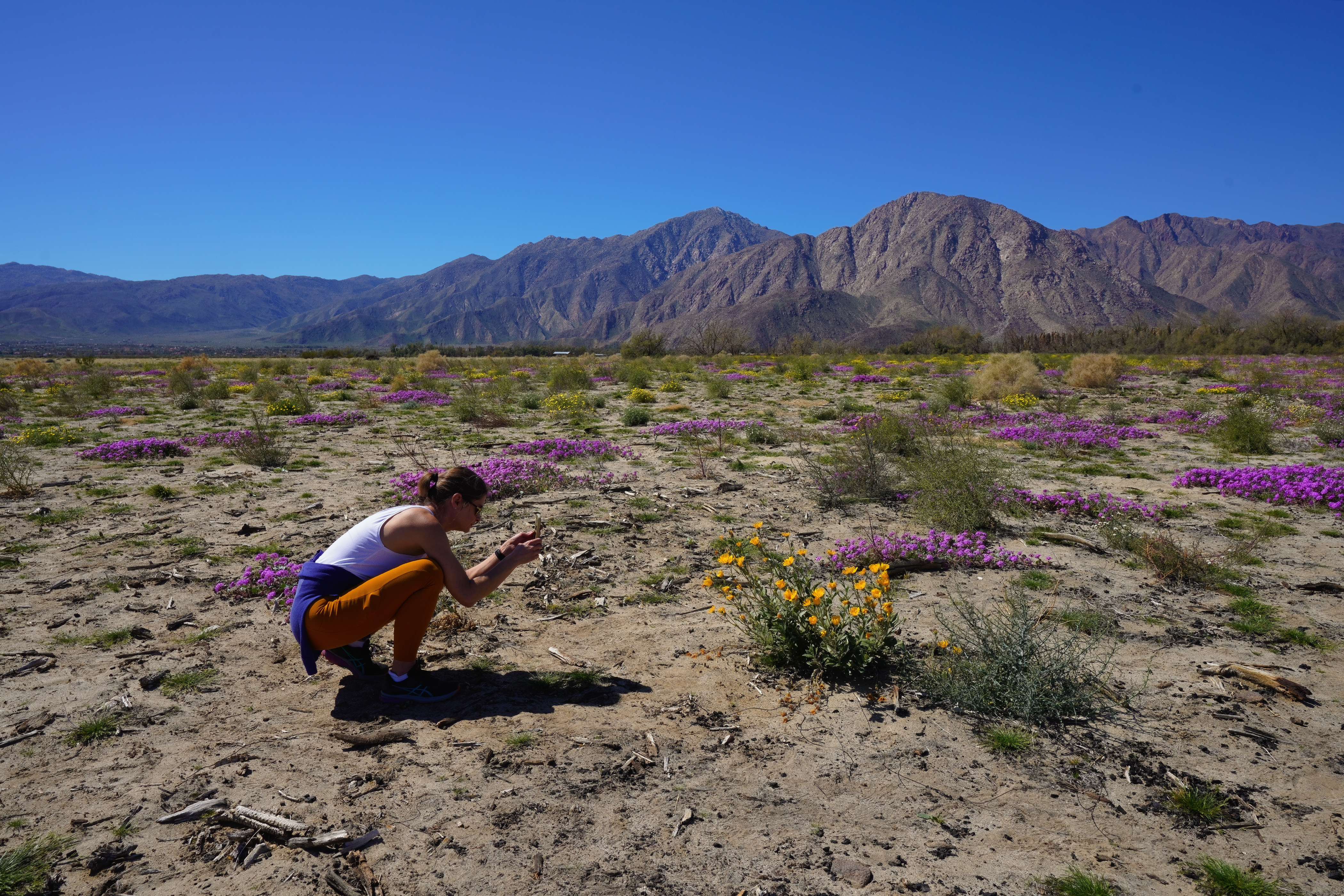Will Anza-Borrego desert park see a wildflower 'super bloom' in 2023? - Vimarsana News