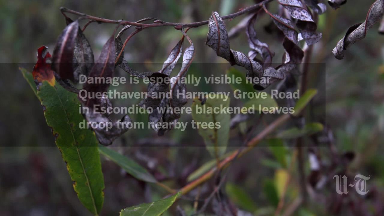 Mysterious willow die-off at Escondido Creek - Vimarsana News