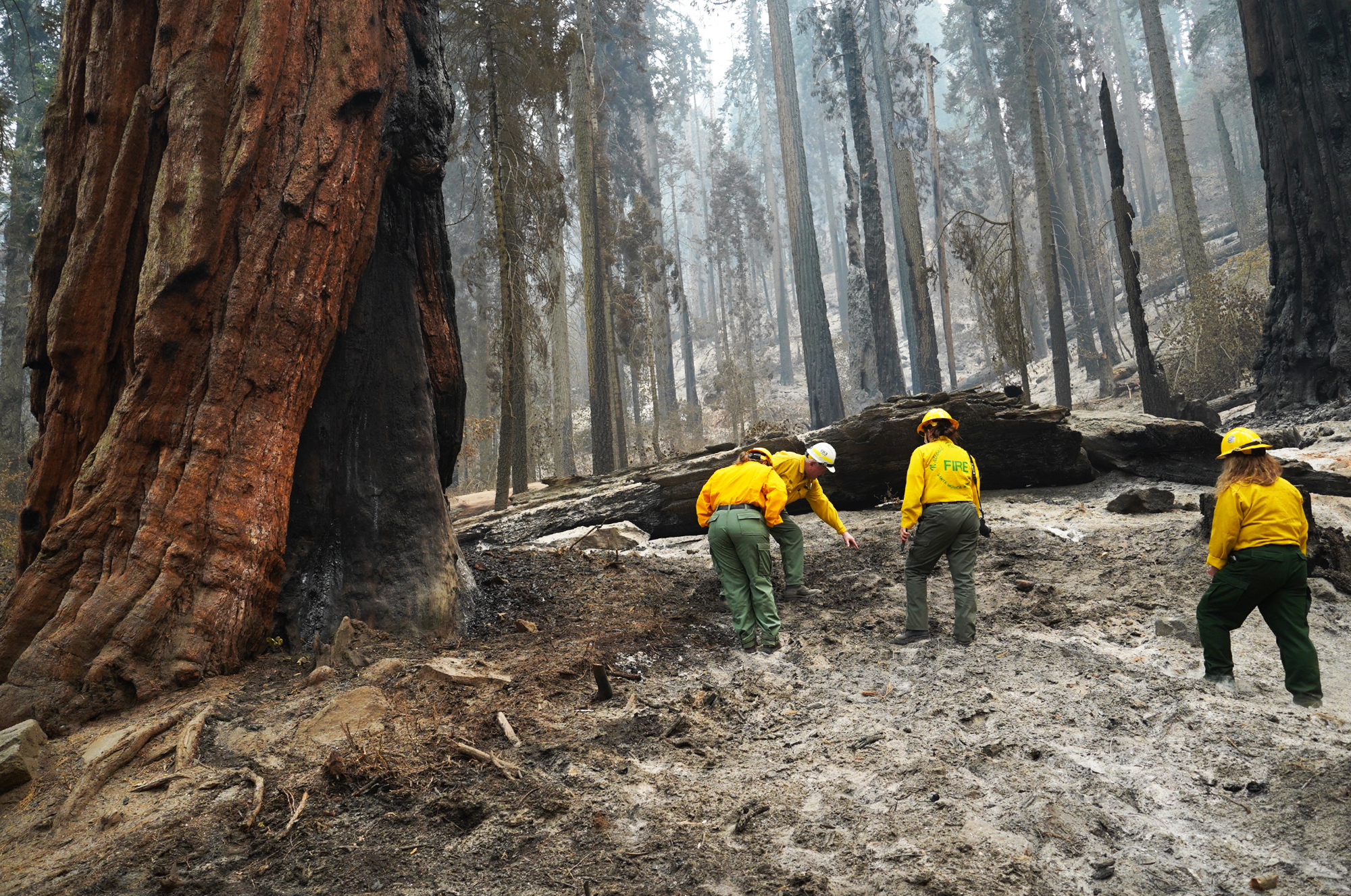 KNP Complex fire triggers new evacuations, threatens sequoias - Vimarsana News