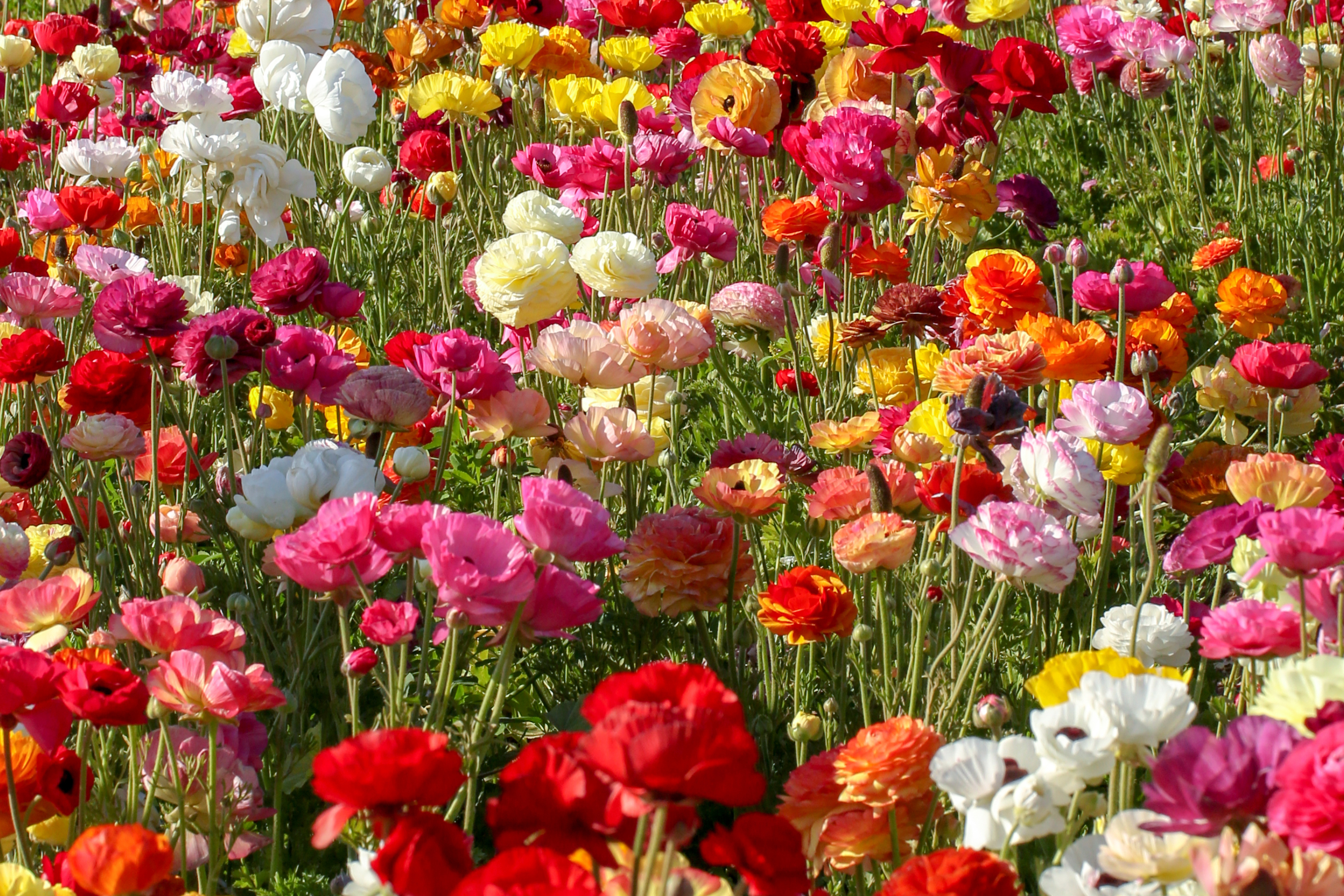 From Garden Mom to Outdoorsy Mom, here are 16 places to celebrate your San Diego Mom - Vimarsana News