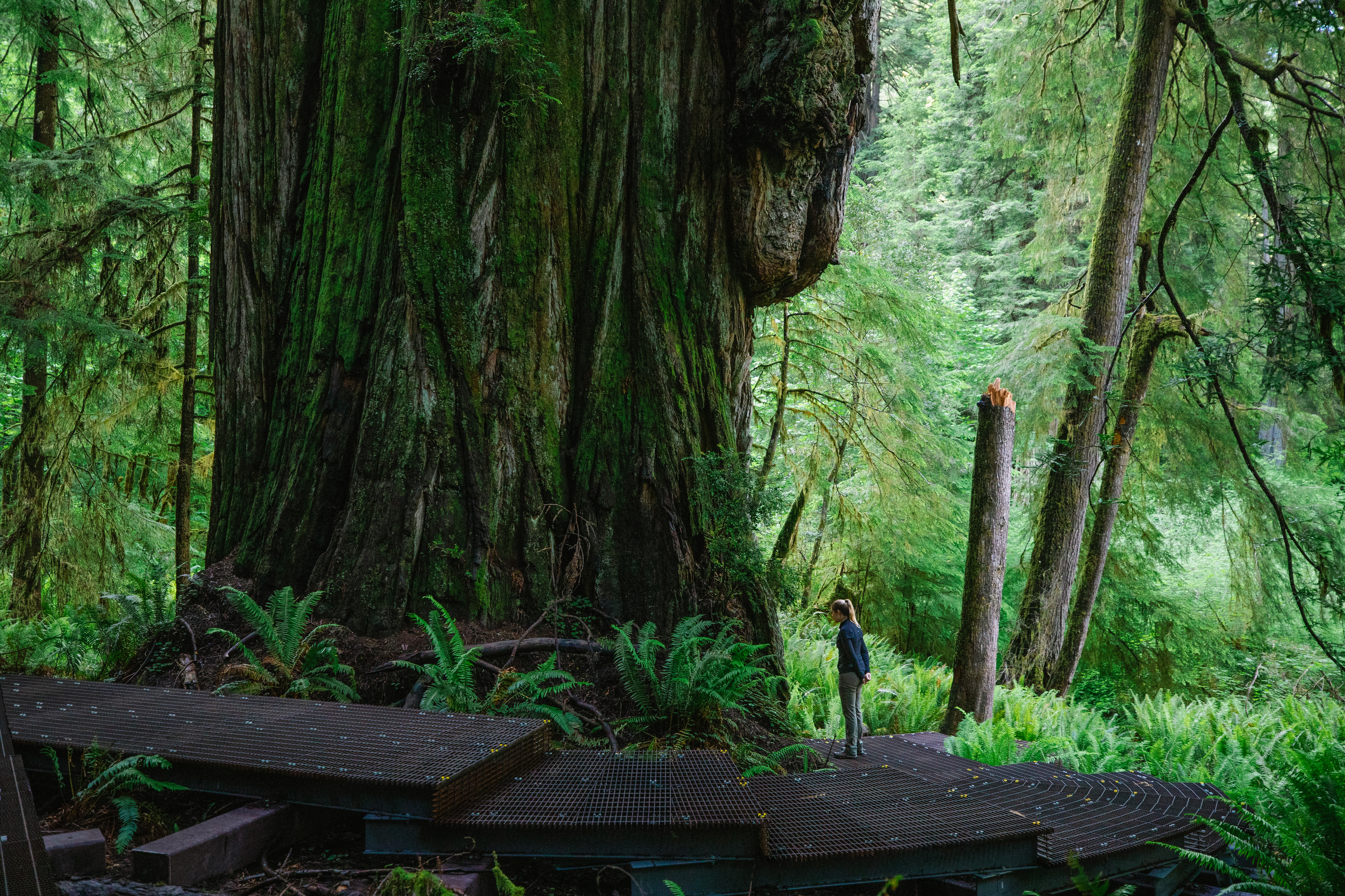 Explore giant redwoods in California's Grove of Titans - Vimarsana News