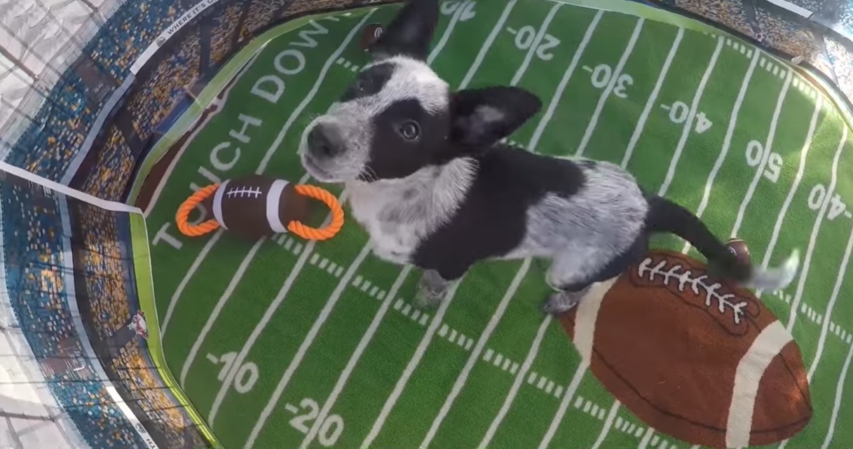 Column: San Diego has a role in Sunday's bowl game — the Puppy Bowl - Vimarsana News