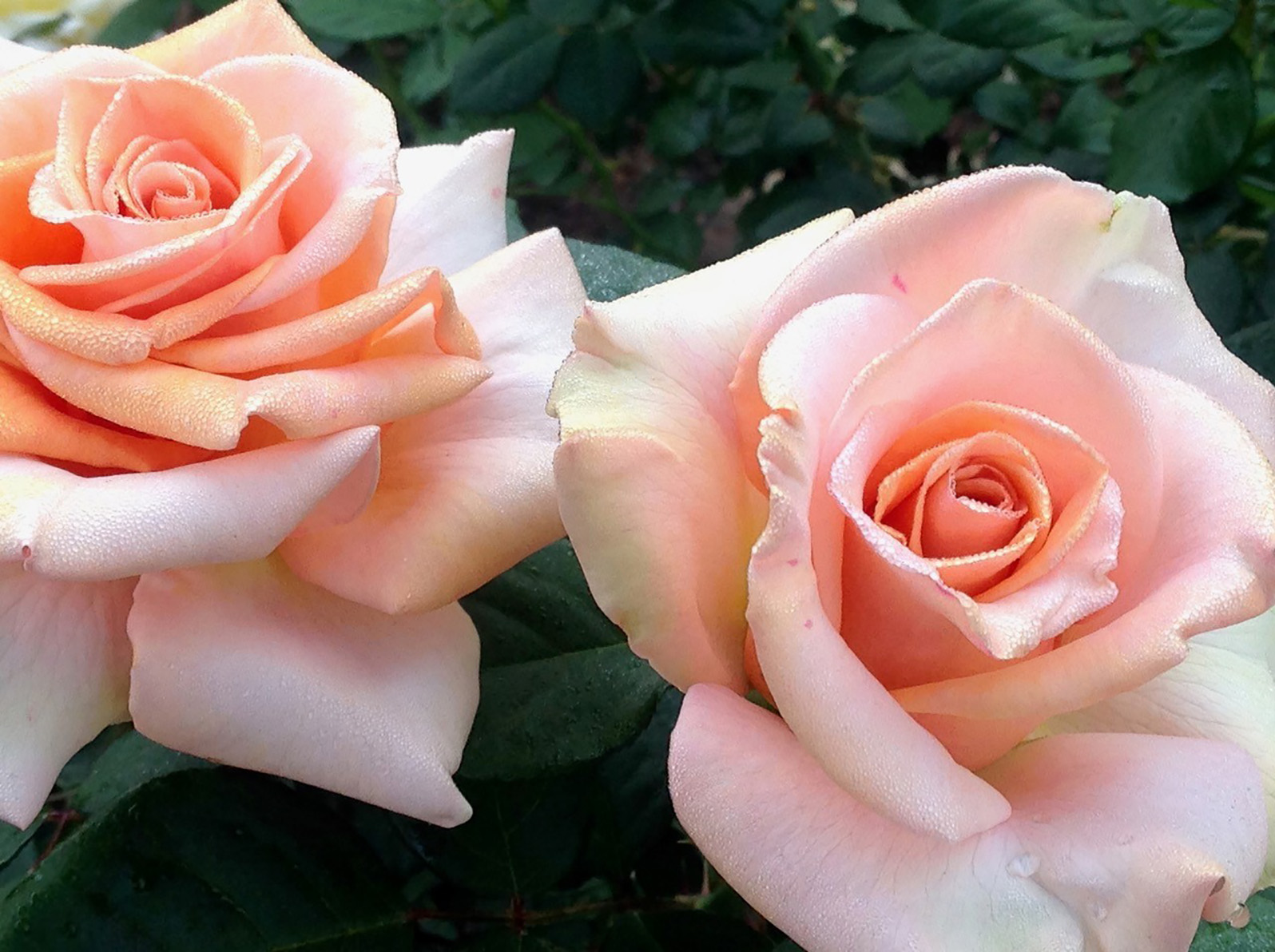 How new roses get those memorable names - Vimarsana News