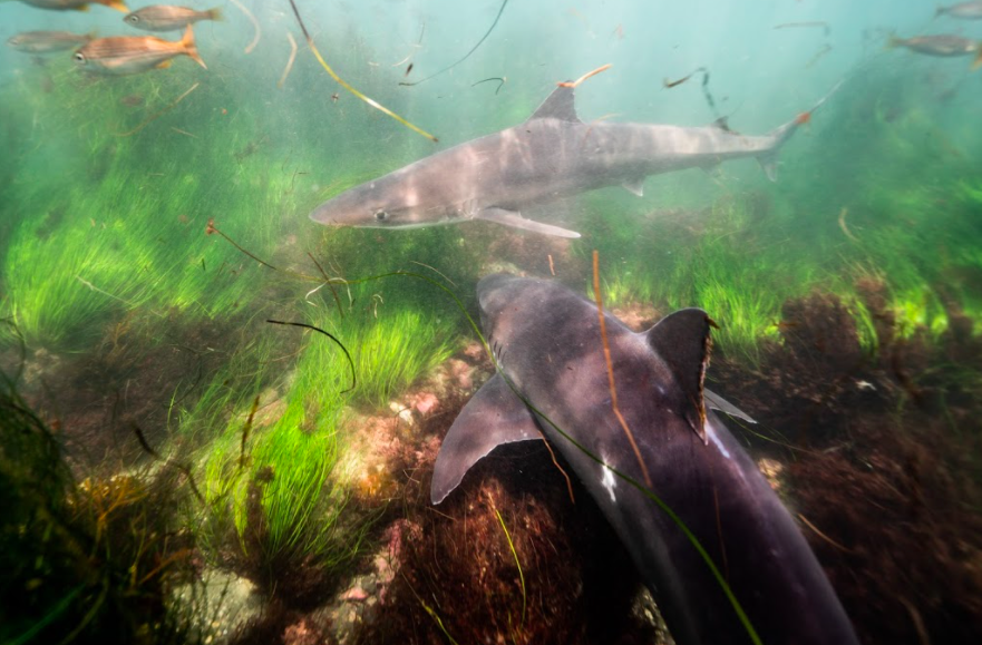 UC San Diego discovers curious migratory behavior in soupfin sharks - Vimarsana News