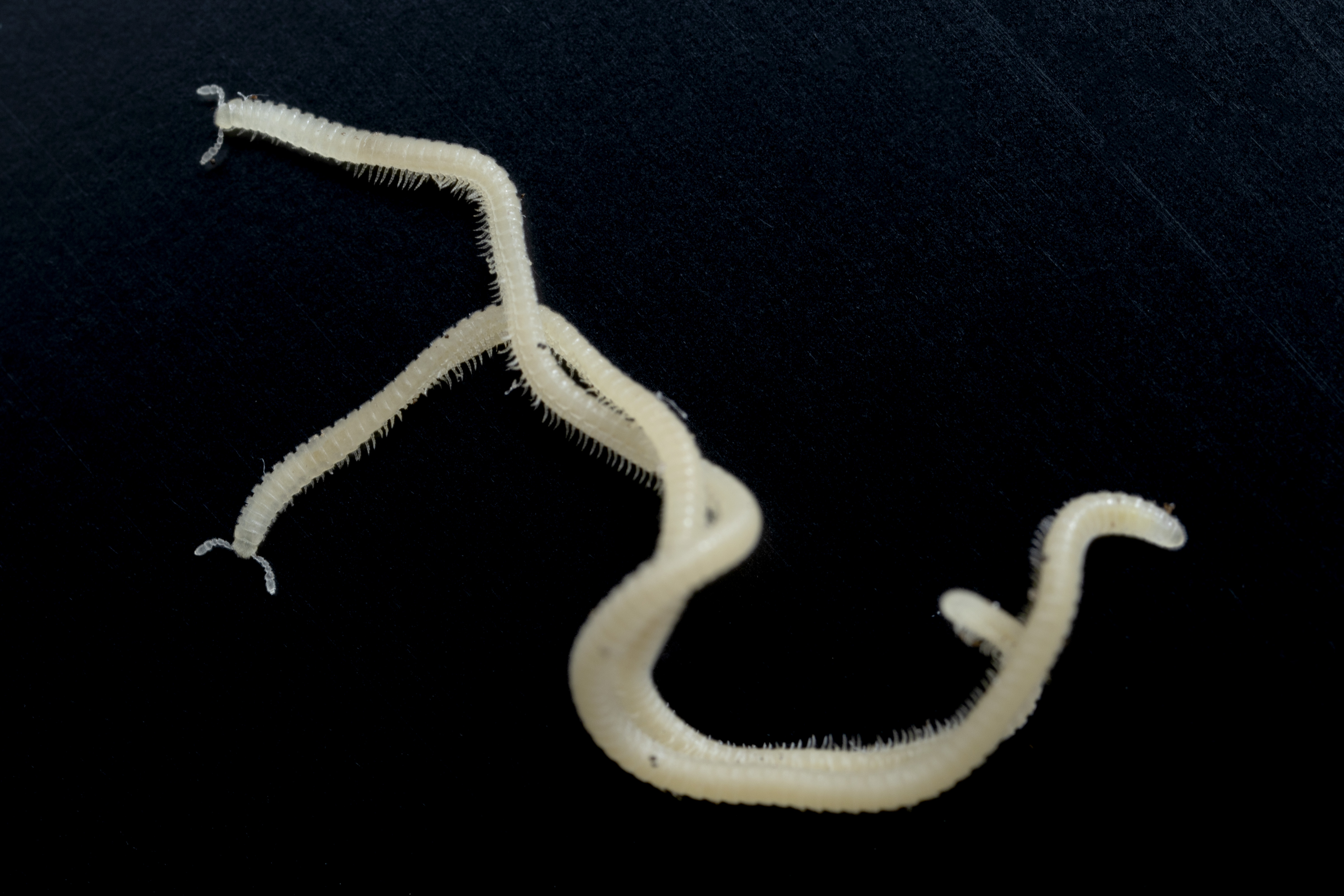 New millipede species discovered in Los Angeles County - Vimarsana News