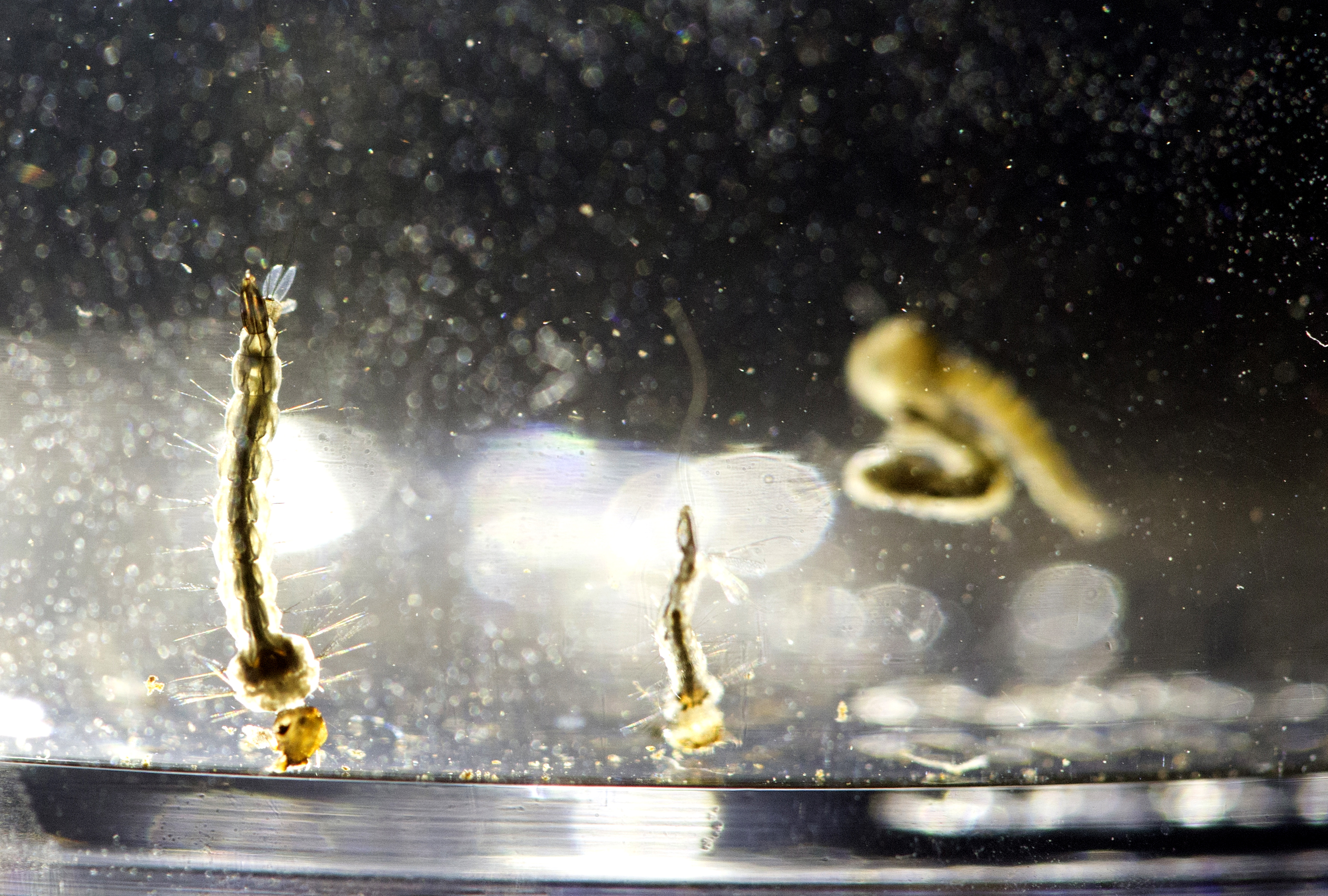 Genetically modified mosquitoes may be released in California - Vimarsana News