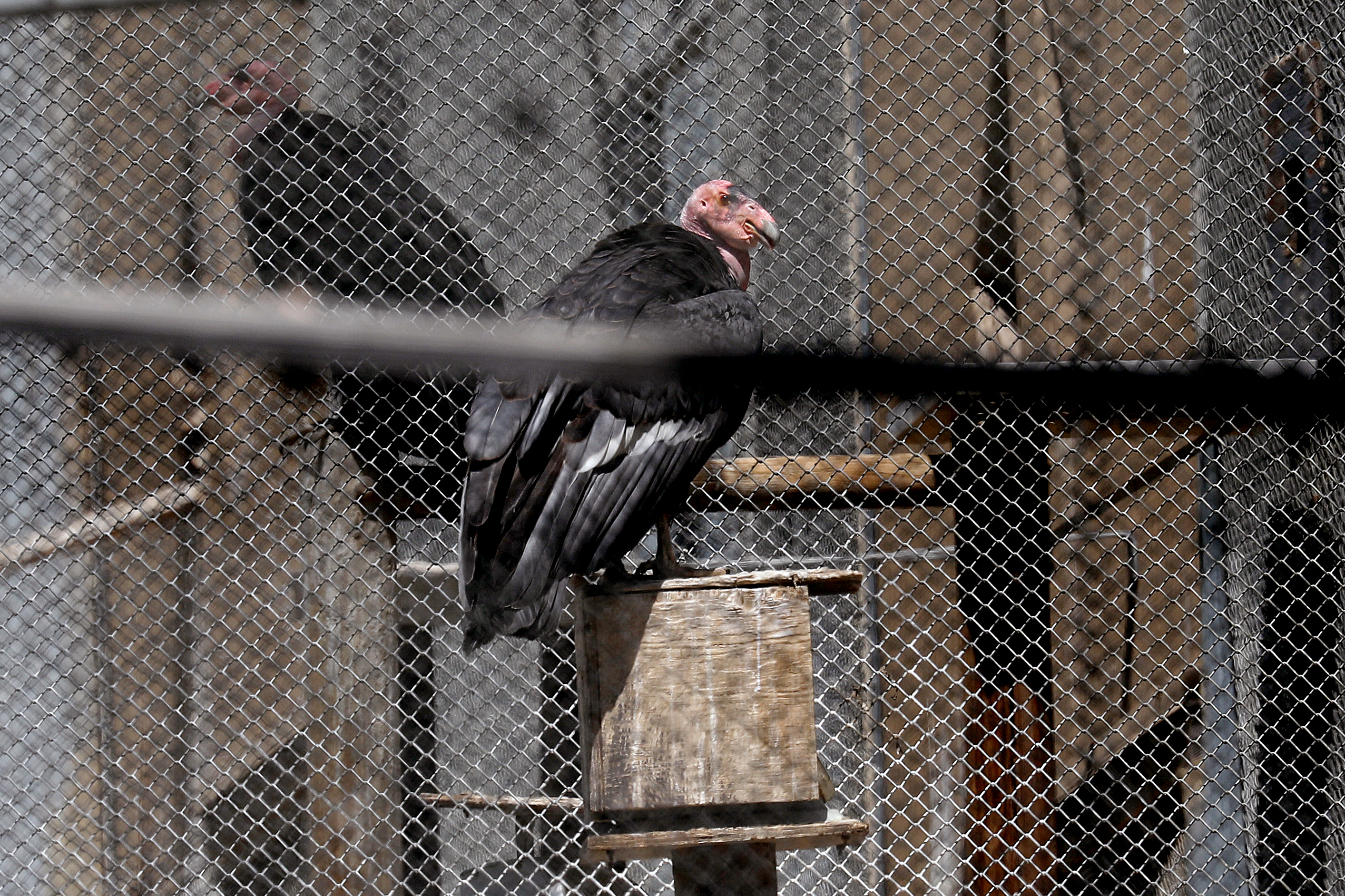 California condors will soon return to tribal lands - Vimarsana News