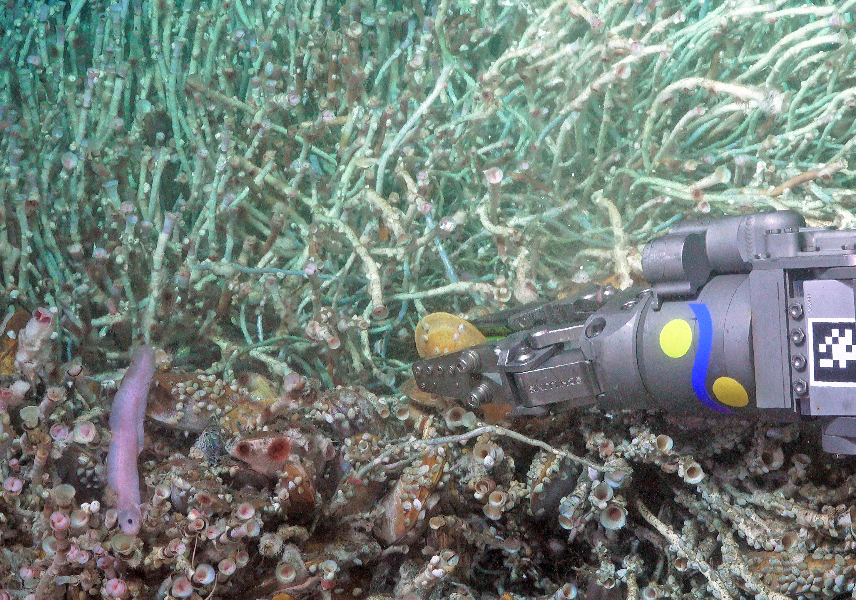 Scripps Oceanography researchers discover new species of deep-sea fish - Vimarsana News