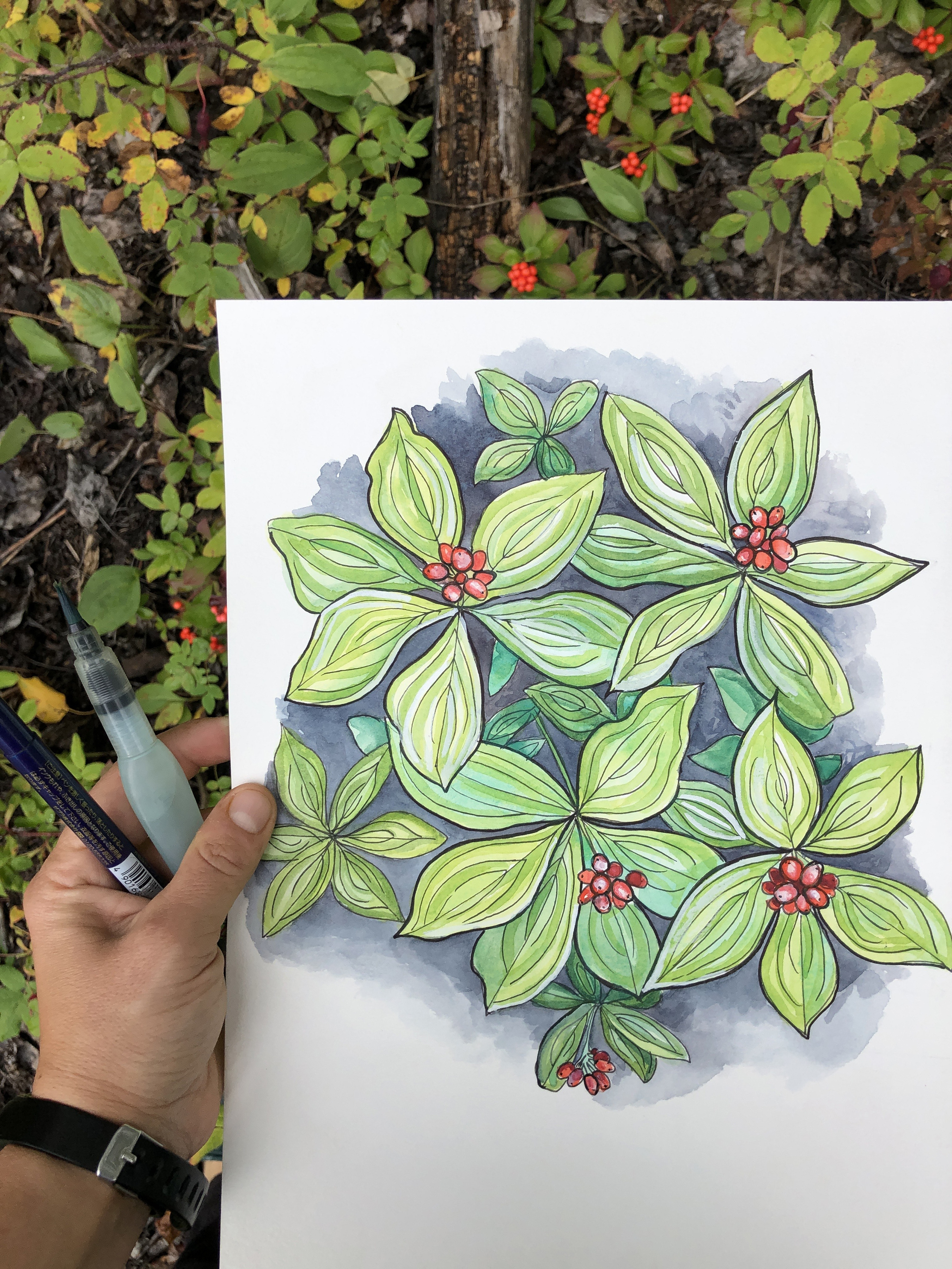 Art in the wild: Field sketching documents Alaska's natural beauty - Vimarsana News