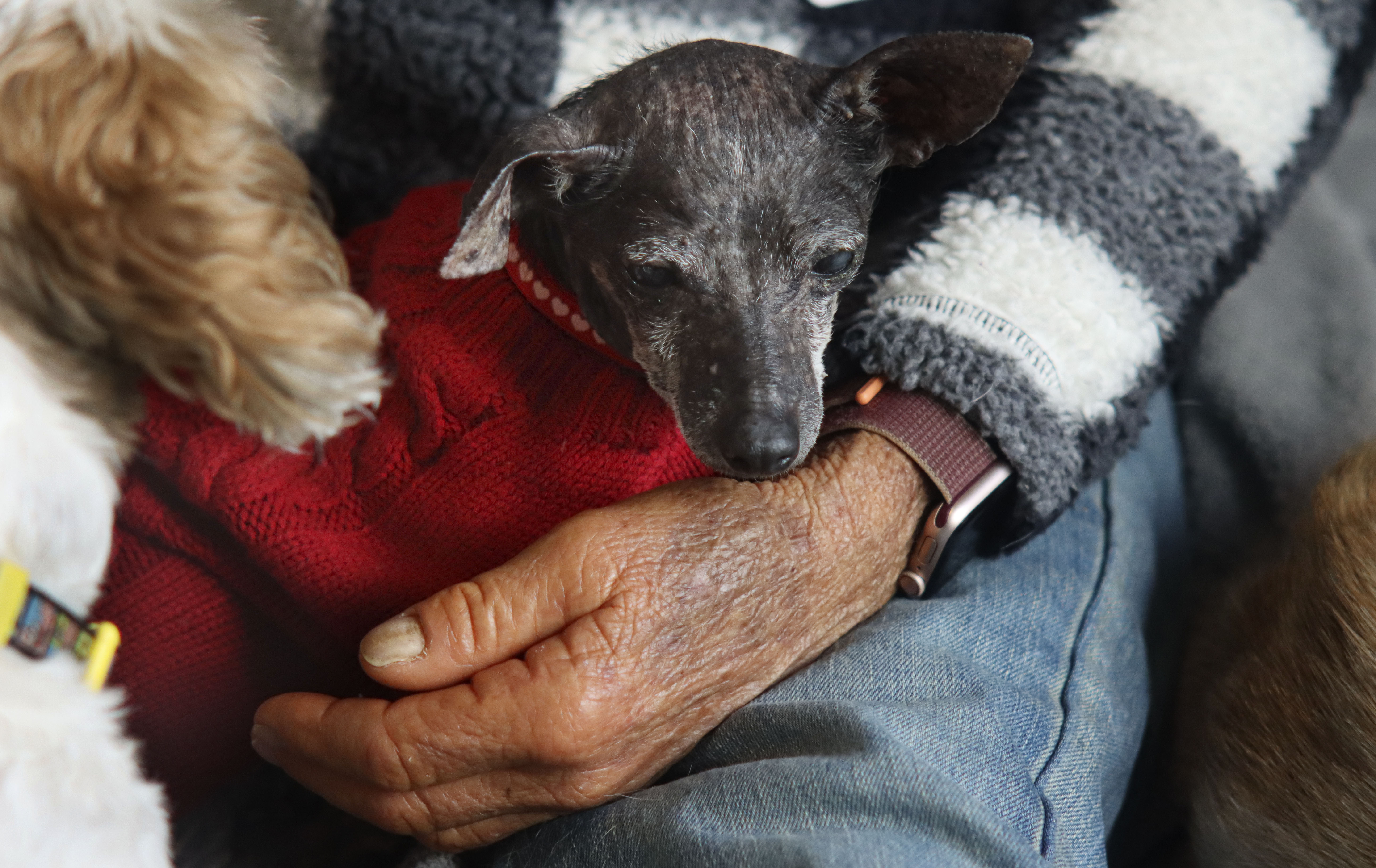 Wagging tails and big hearts drive backcountry nonprofit that rescues and rehomes senior dogs - Vimarsana News