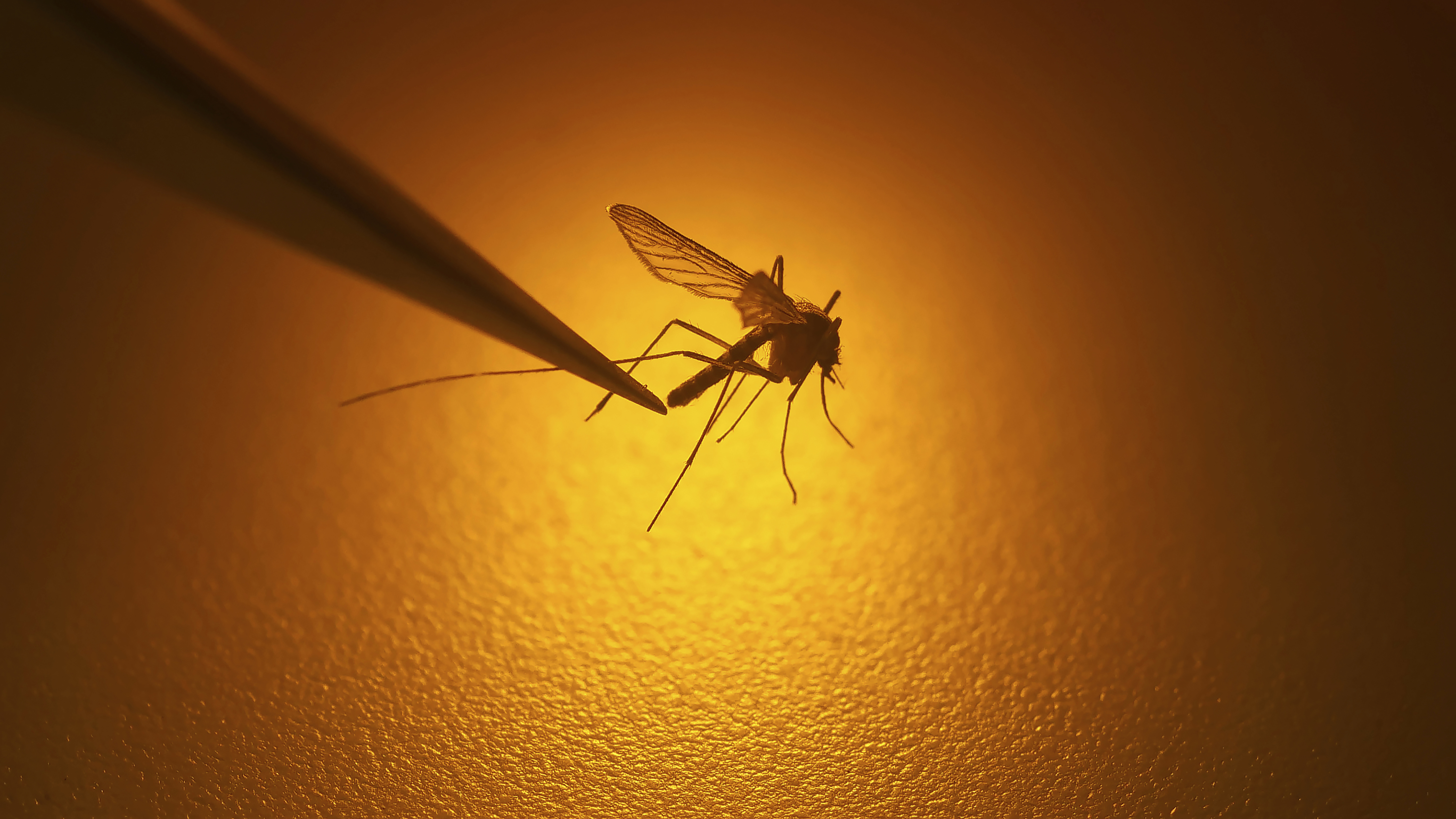 Mosquitoes carrying West Nile virus found in L.A. County - Vimarsana News