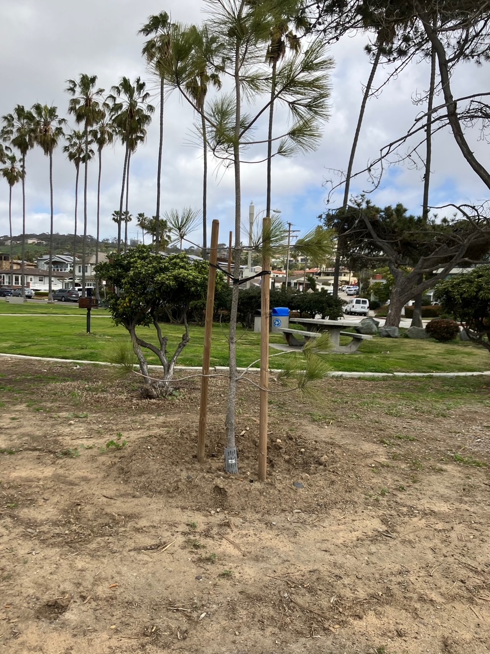 La Jolla News Nuggets: New Kellogg Park trees, shade sail donations, UCSD gets $15M in cryptocurrency; more - Vimarsana News