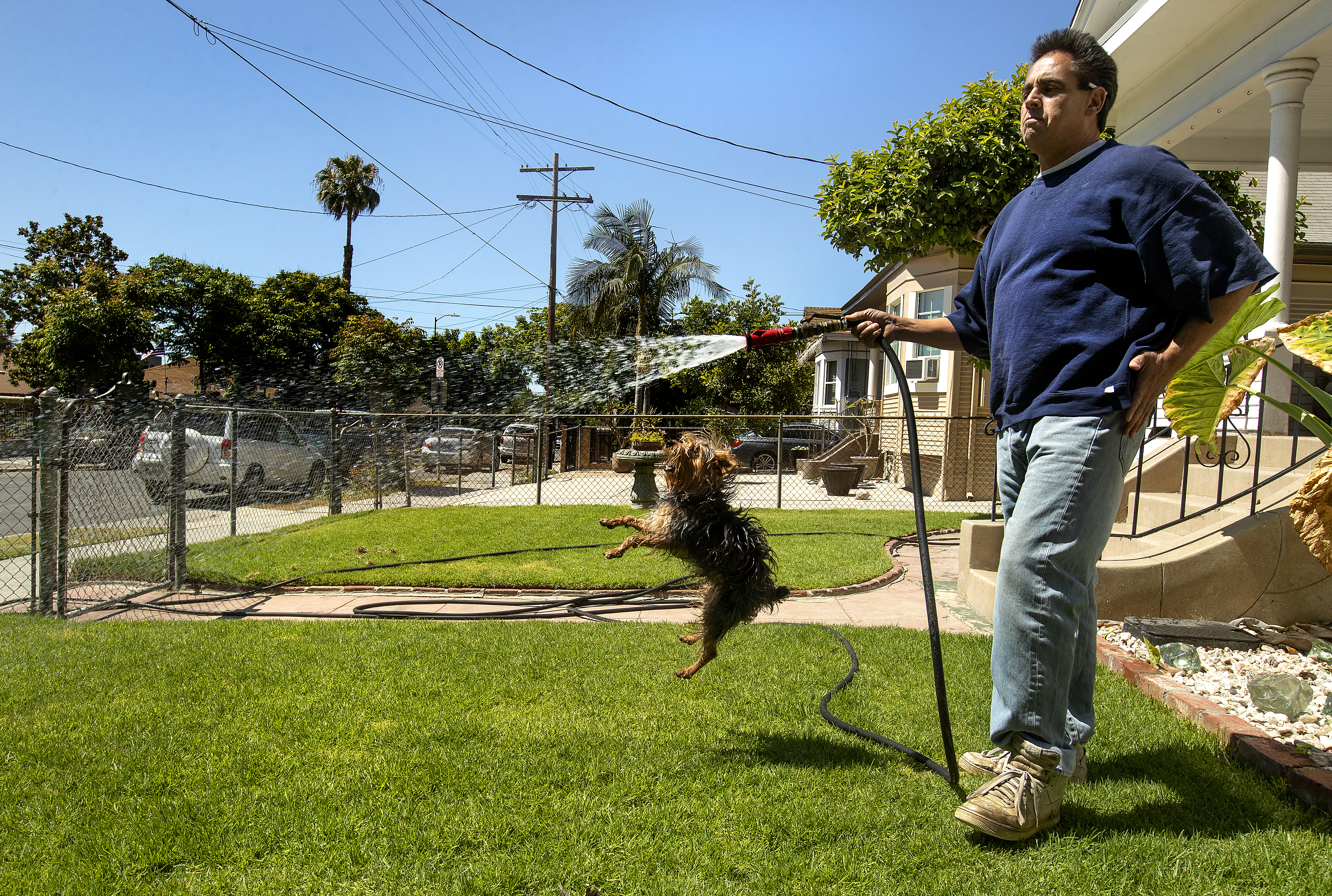 The death of the American lawn? - Vimarsana News