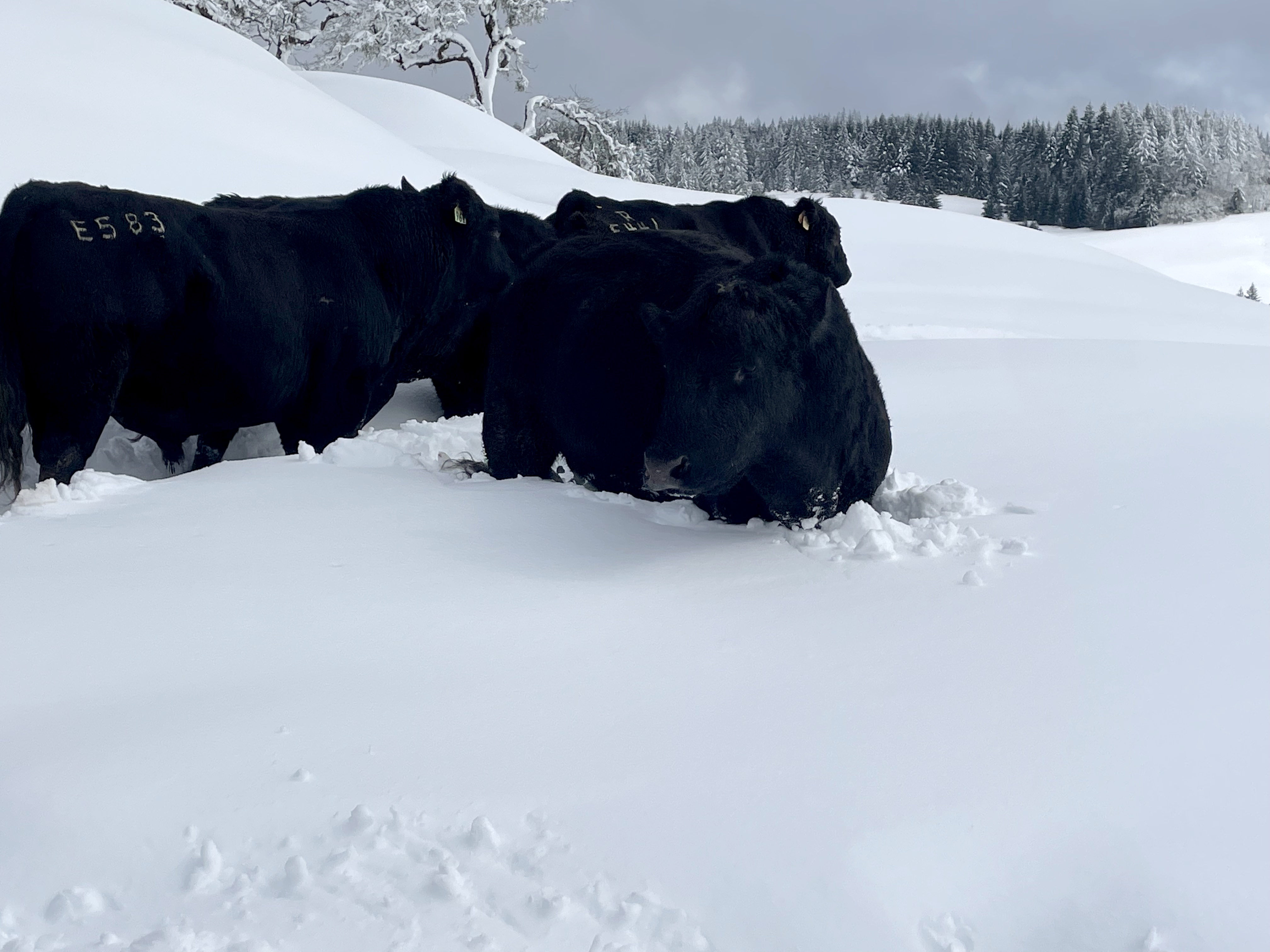 Helicopters air-drop hay to starving California cattle - Vimarsana News