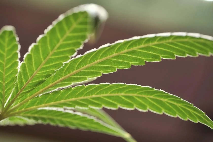 Court: Chula Vista failed to follow own cannabis permitting rules - Vimarsana News