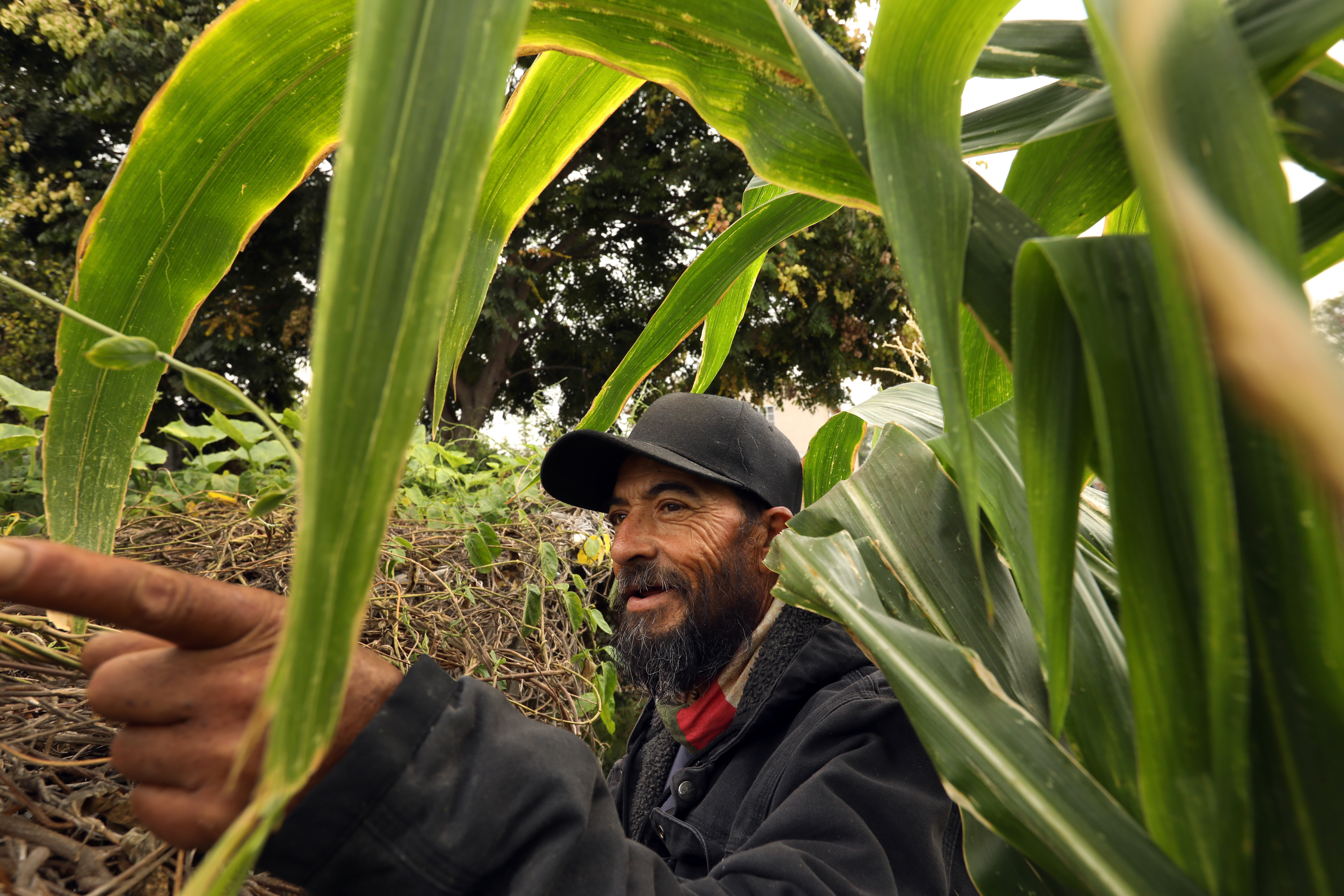 Community garden in Watts offers solace, produce to immigrants - Vimarsana News