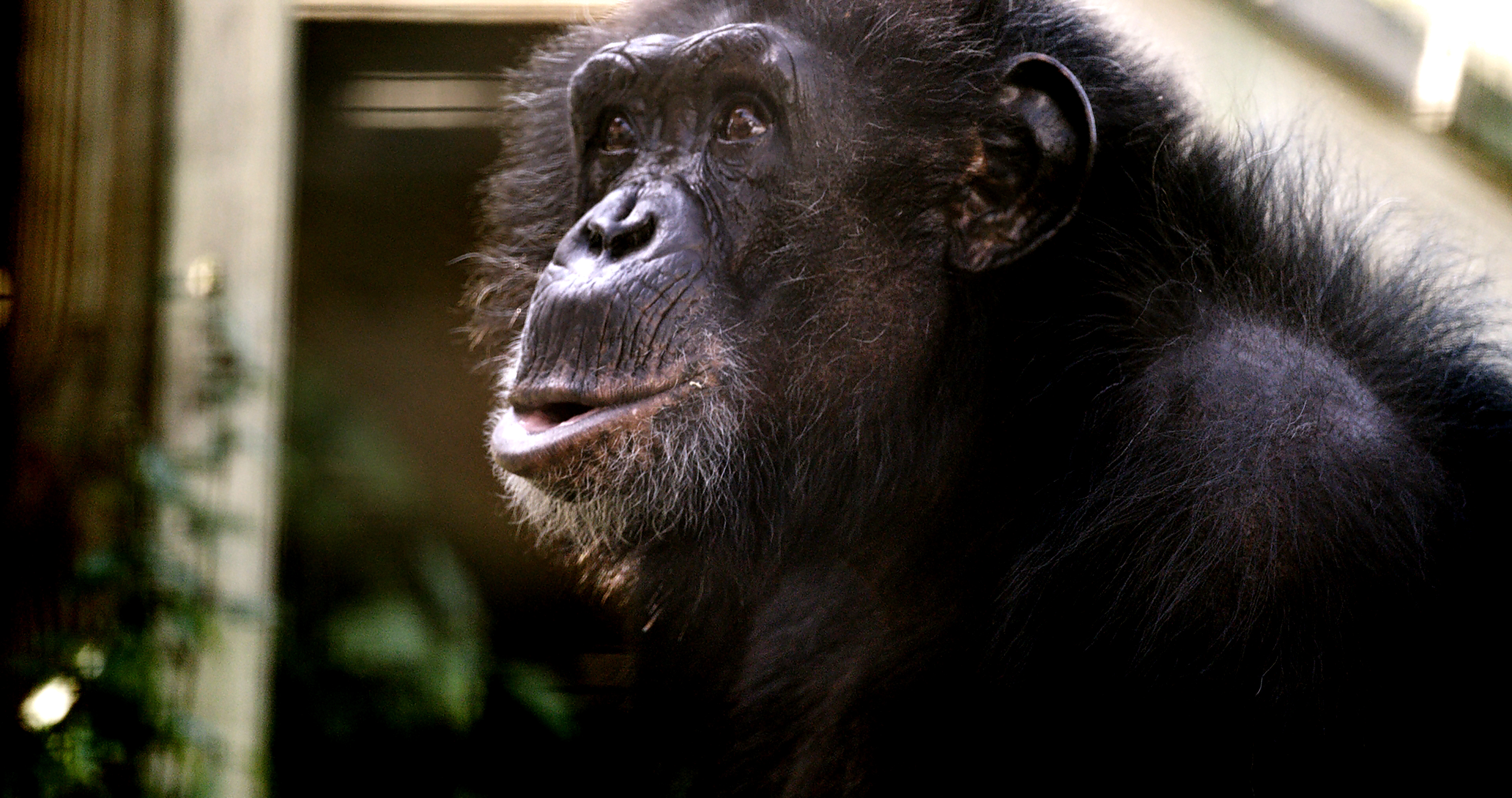 For 'Chimp Crazy' director Eric Goode, 'the end justifies the means'