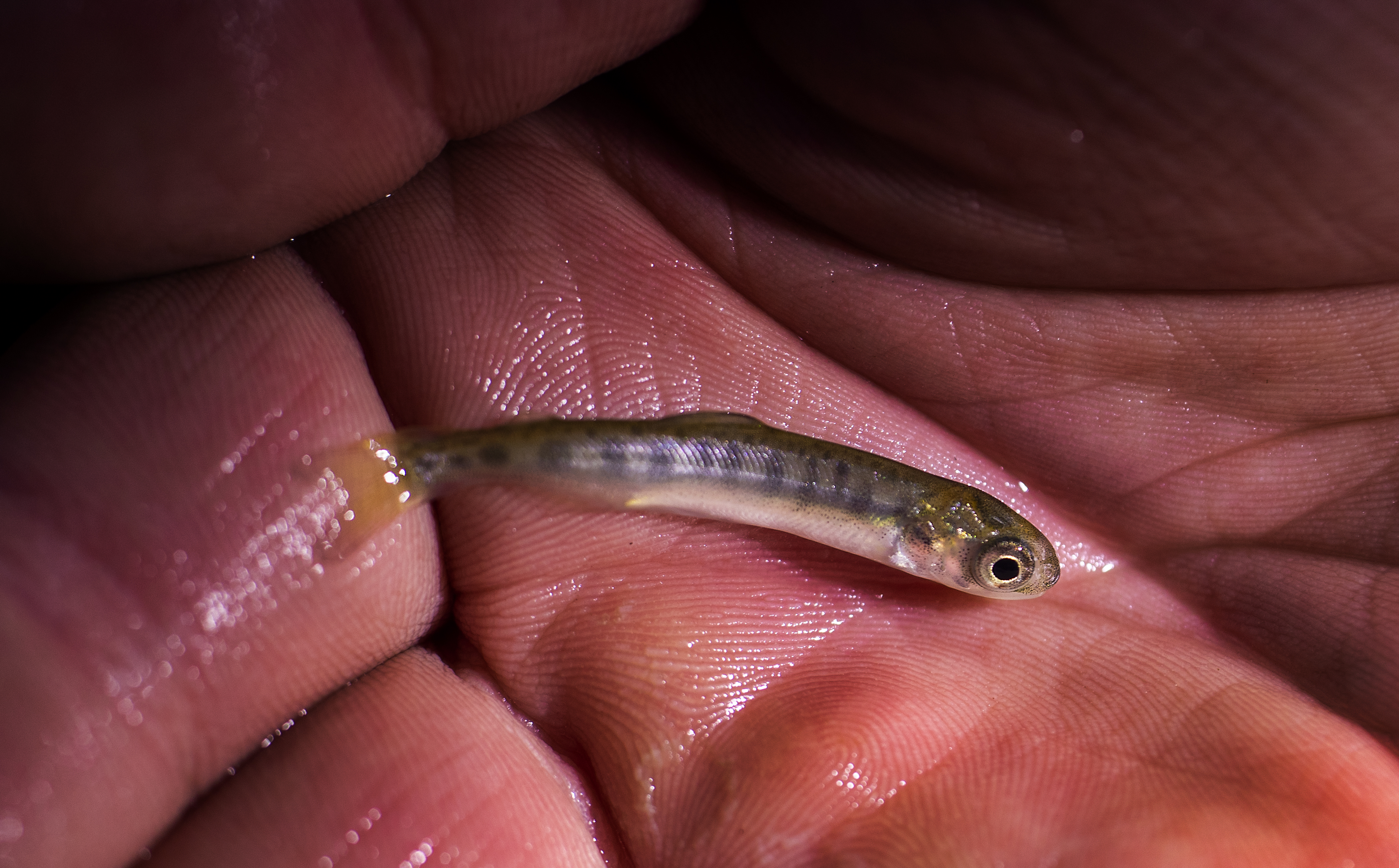 Photos: As drought puts growing strains on fish, hatcheries serve as lifelines for California salmon - Vimarsana News
