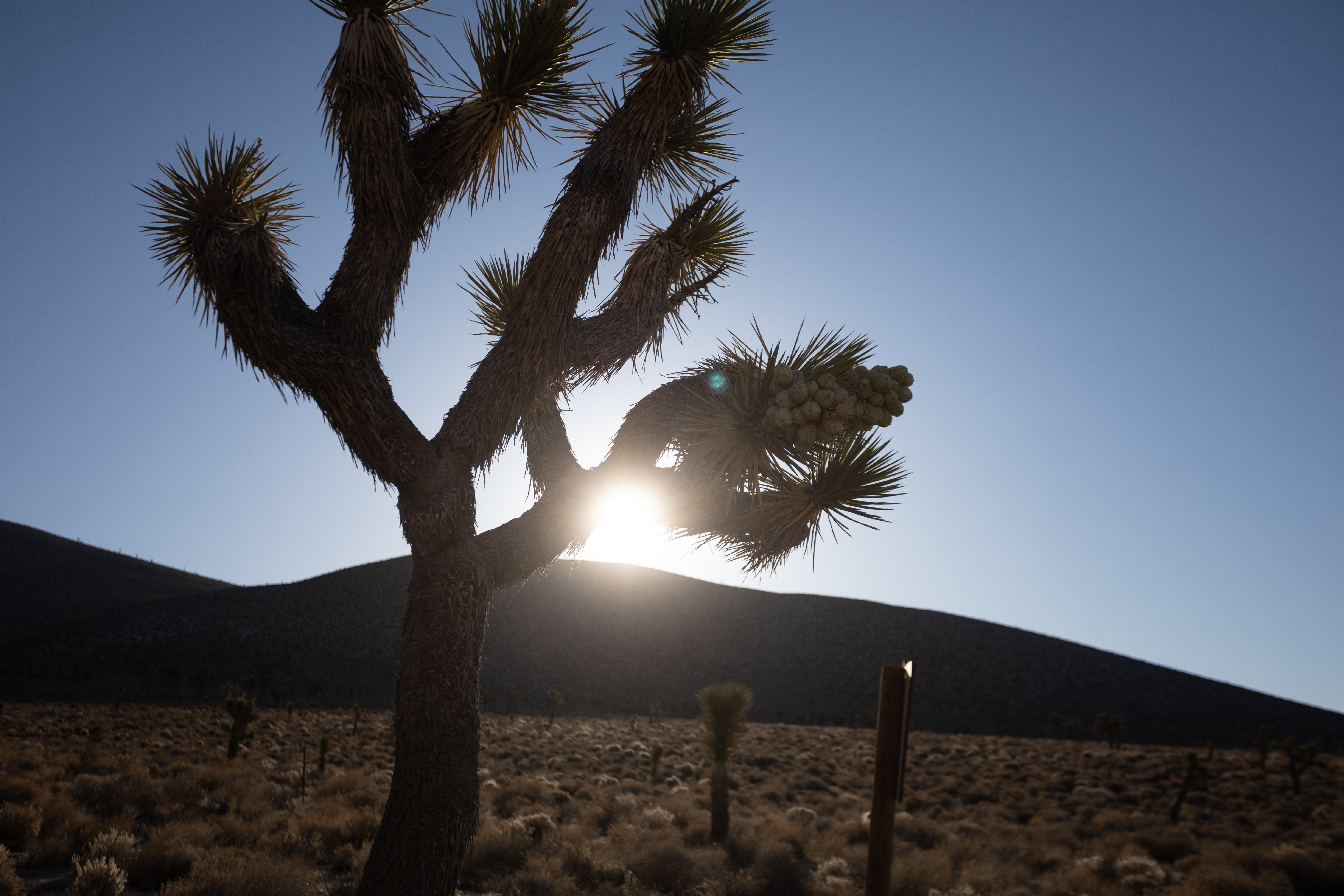 Biden wants to protect public lands. What about renewable energy? - Vimarsana News