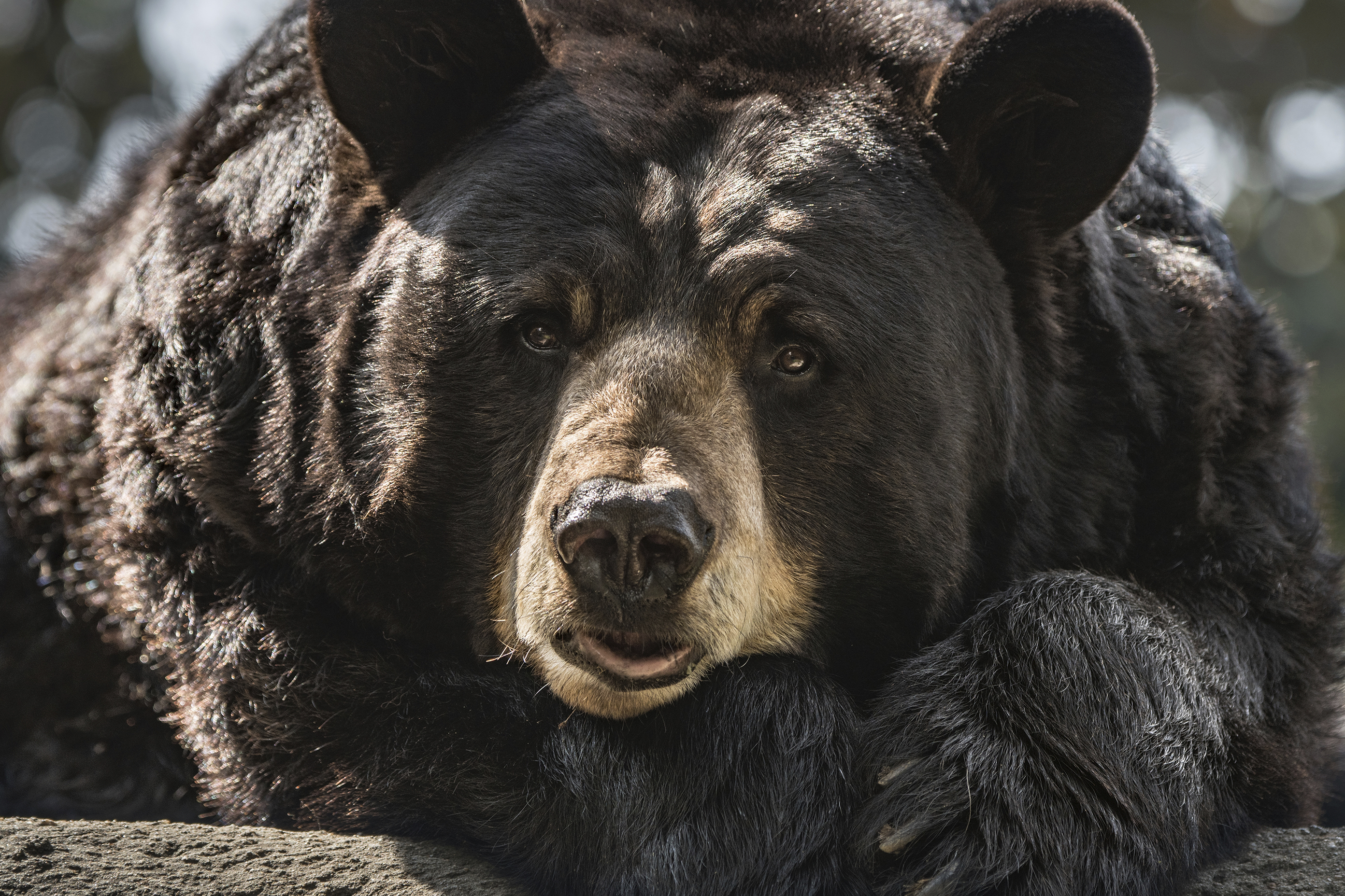 Ranger, 25-year-old black bear at L.A. Zoo, dies - Vimarsana News