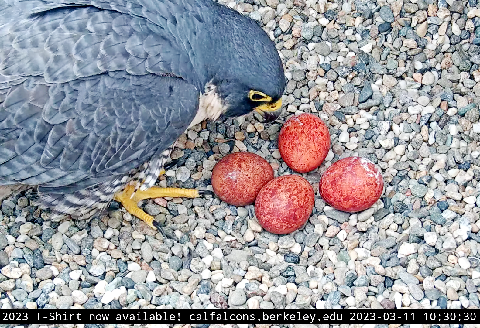 Four eggs and a bell tower: Peregrine falcon chicks set to hatch at UC Berkeley in livestream - Vimarsana News