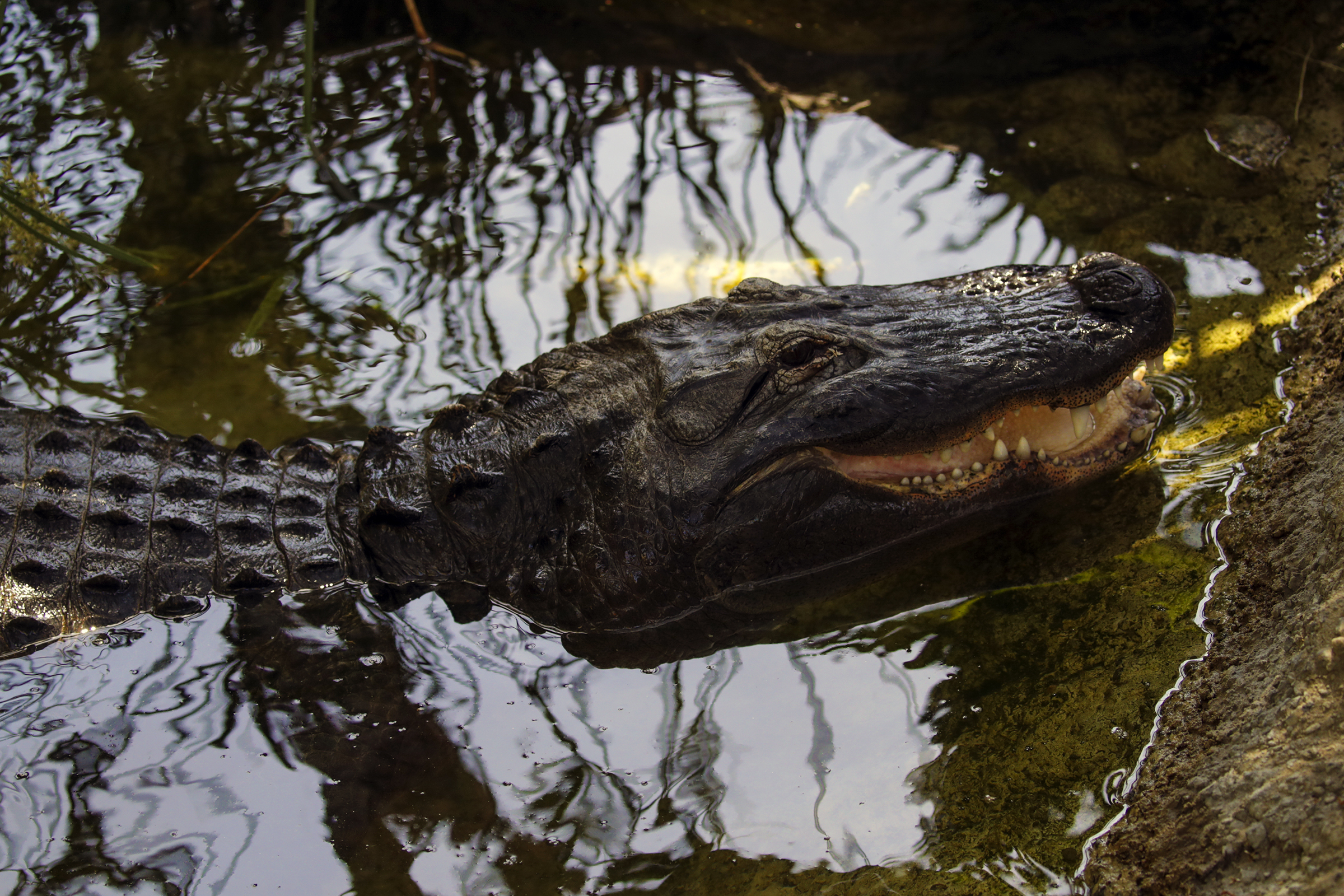 The amazing story of Reggie, L.A.'s celebrity alligator - Vimarsana News