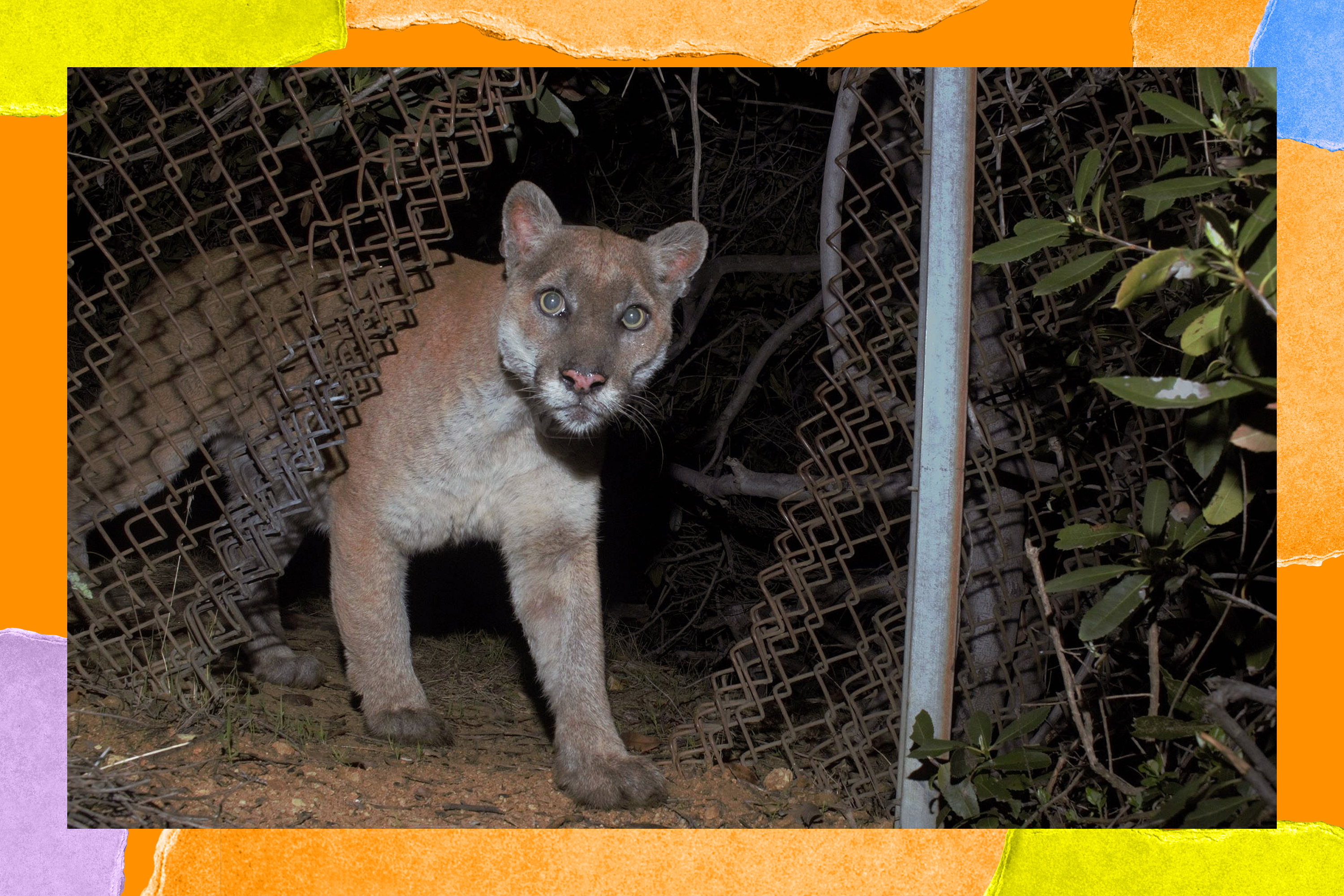 How to honor the memory of L.A. mountain lion P-22 - Vimarsana News