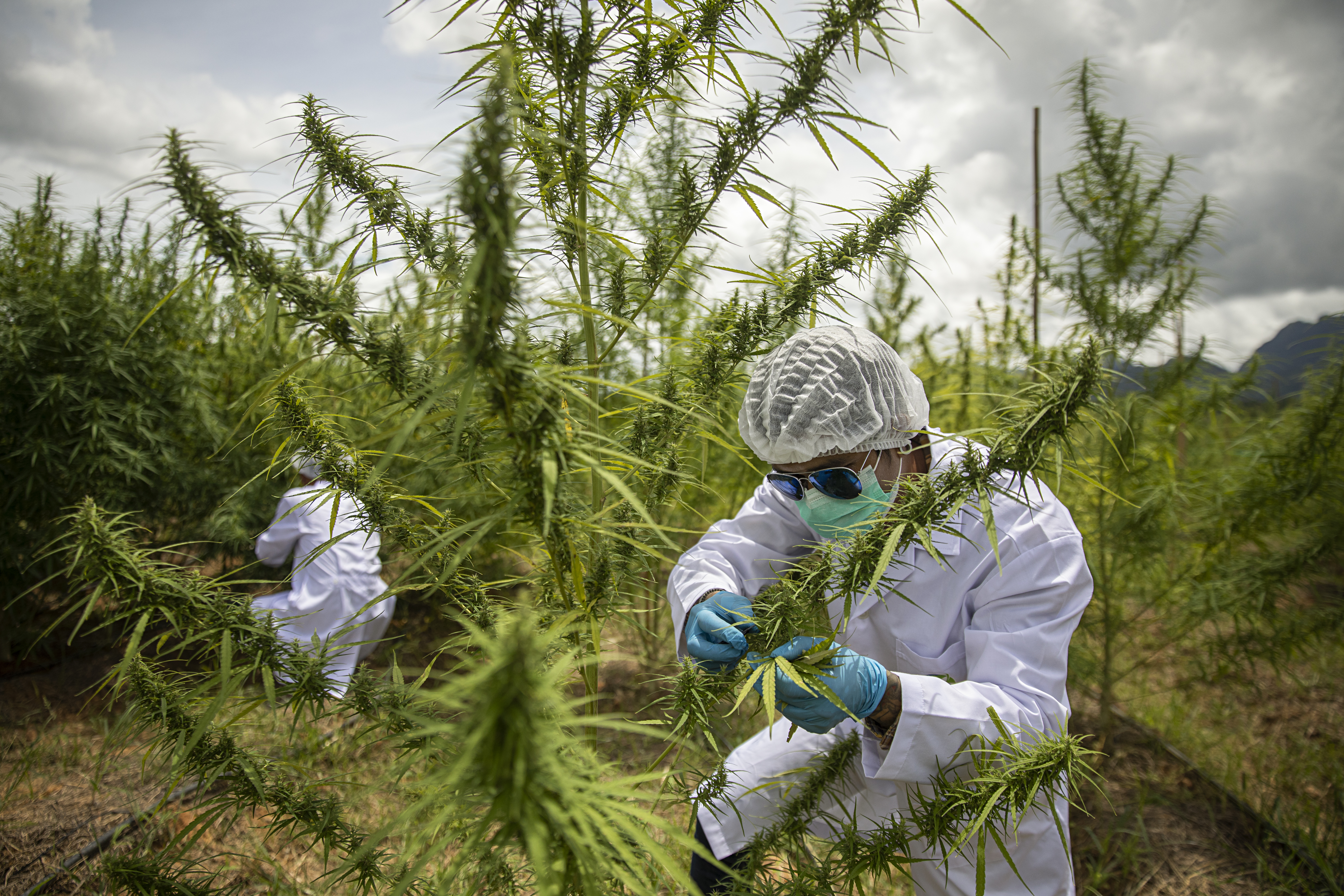 Forget California: Thailand wants to become the king of weed - Vimarsana News