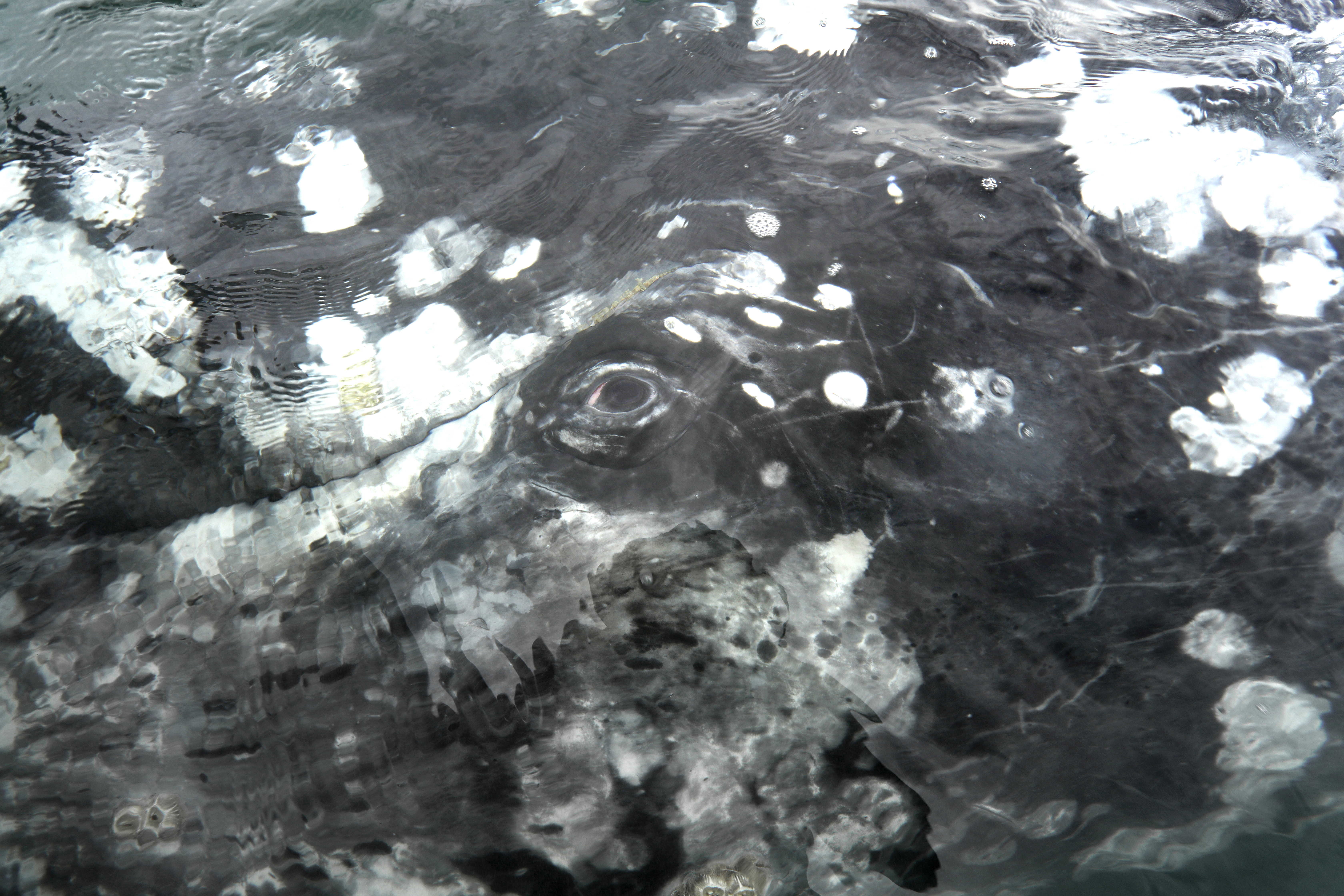 Gray whales continue to wash up dead and emaciated - Vimarsana News