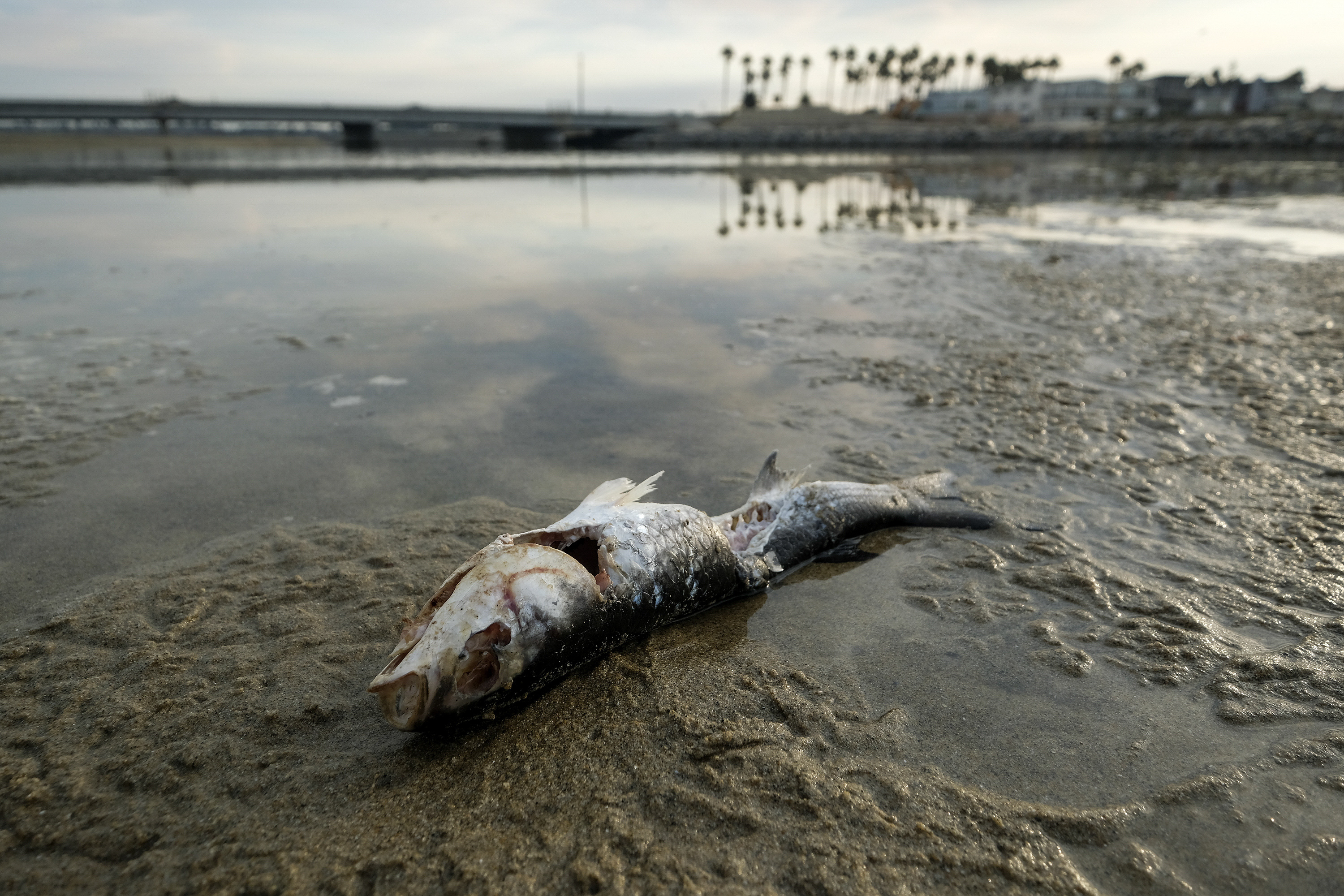 Regulators underestimated scope of California oil spill - The San Diego Union-Tribune - Vimarsana News