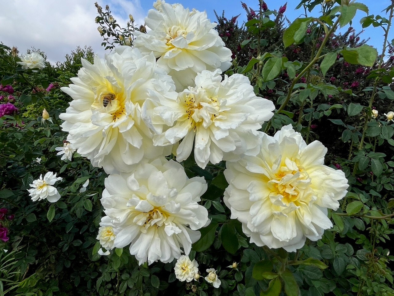 For a truly healthy rose garden, personalize before you fertilize - Vimarsana News