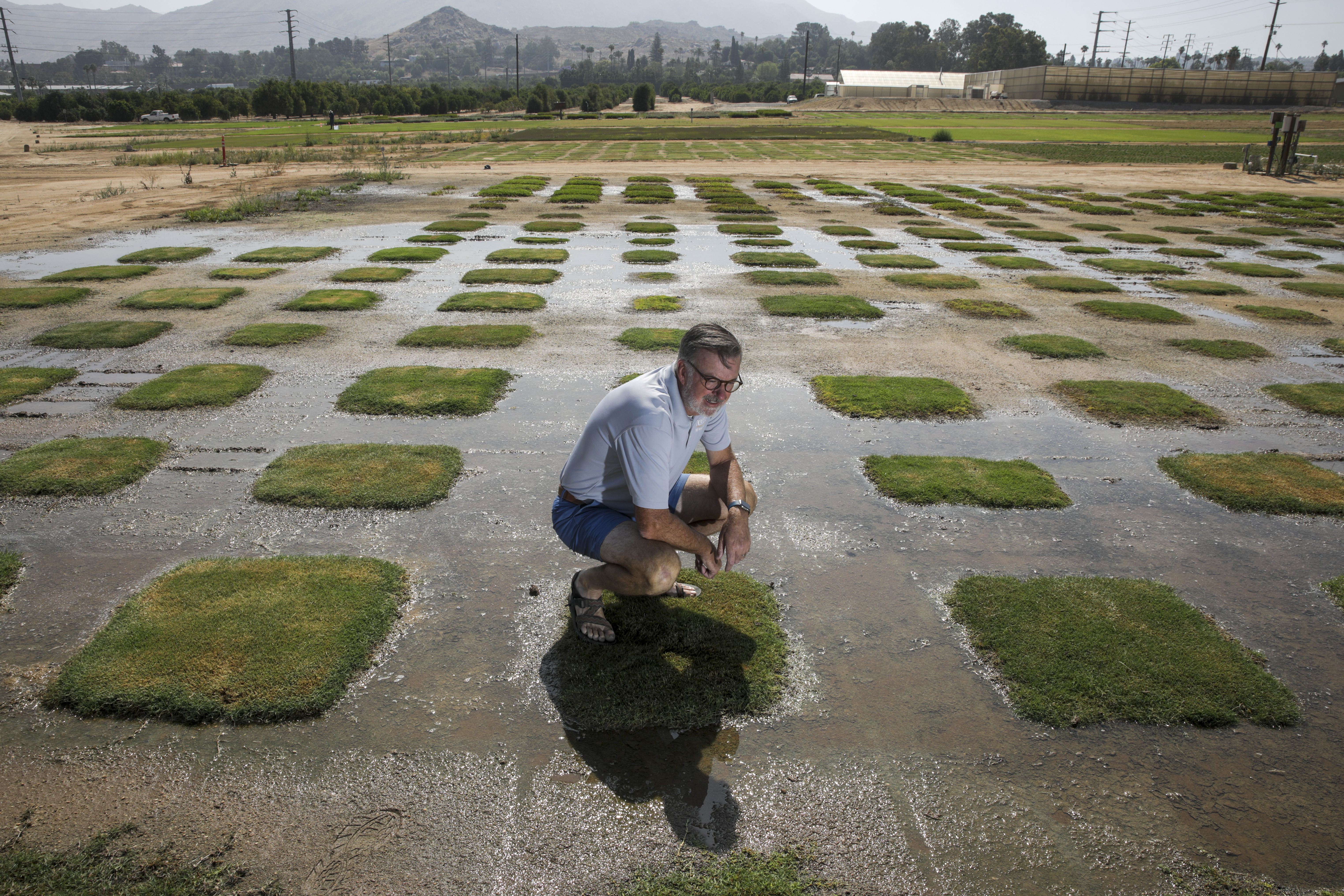 Column: Has a UC Riverside researcher created the Holy Grail of drought-tolerant lawns? - Vimarsana News