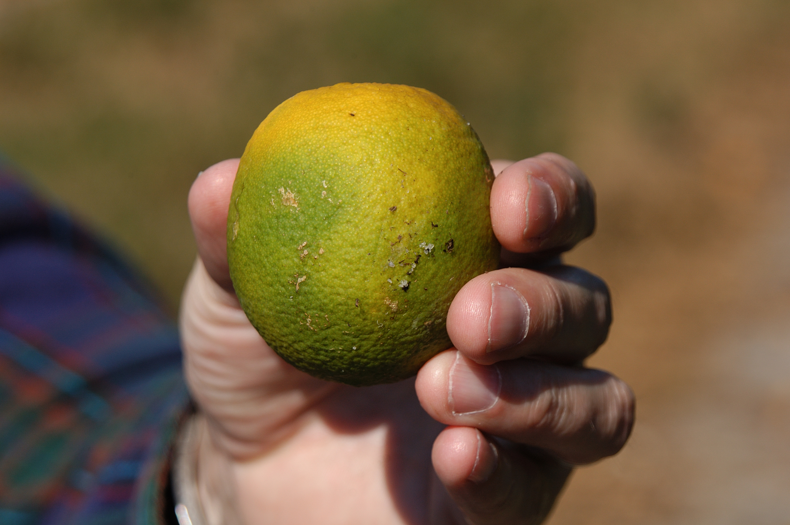 Deadly citrus bacteria, harmful insects detected in Costa Mesa - Vimarsana News