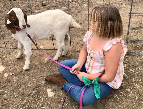 Shasta fair chose to slaughter a girl's goat to teach her lesson - Vimarsana News