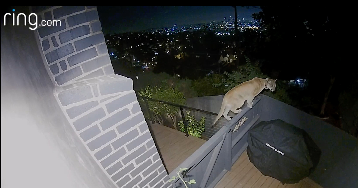 P-22, LA's famous mountain lion, spotted roaming Silver Lake - Vimarsana News