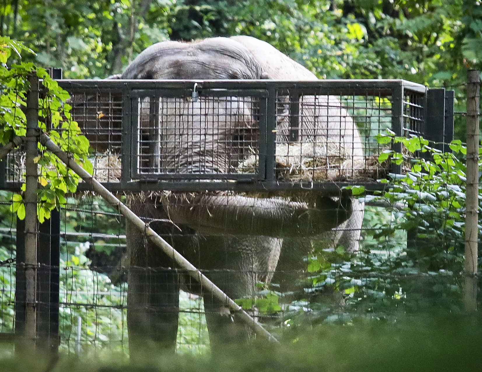 Nicholas Goldberg: Are animals entitled to basic legal rights just like people? - Vimarsana News