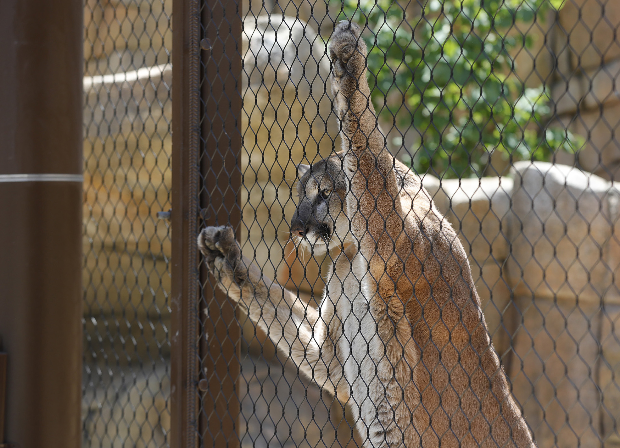OC Zoo expands its paw print with new big cat exhibit - Vimarsana News