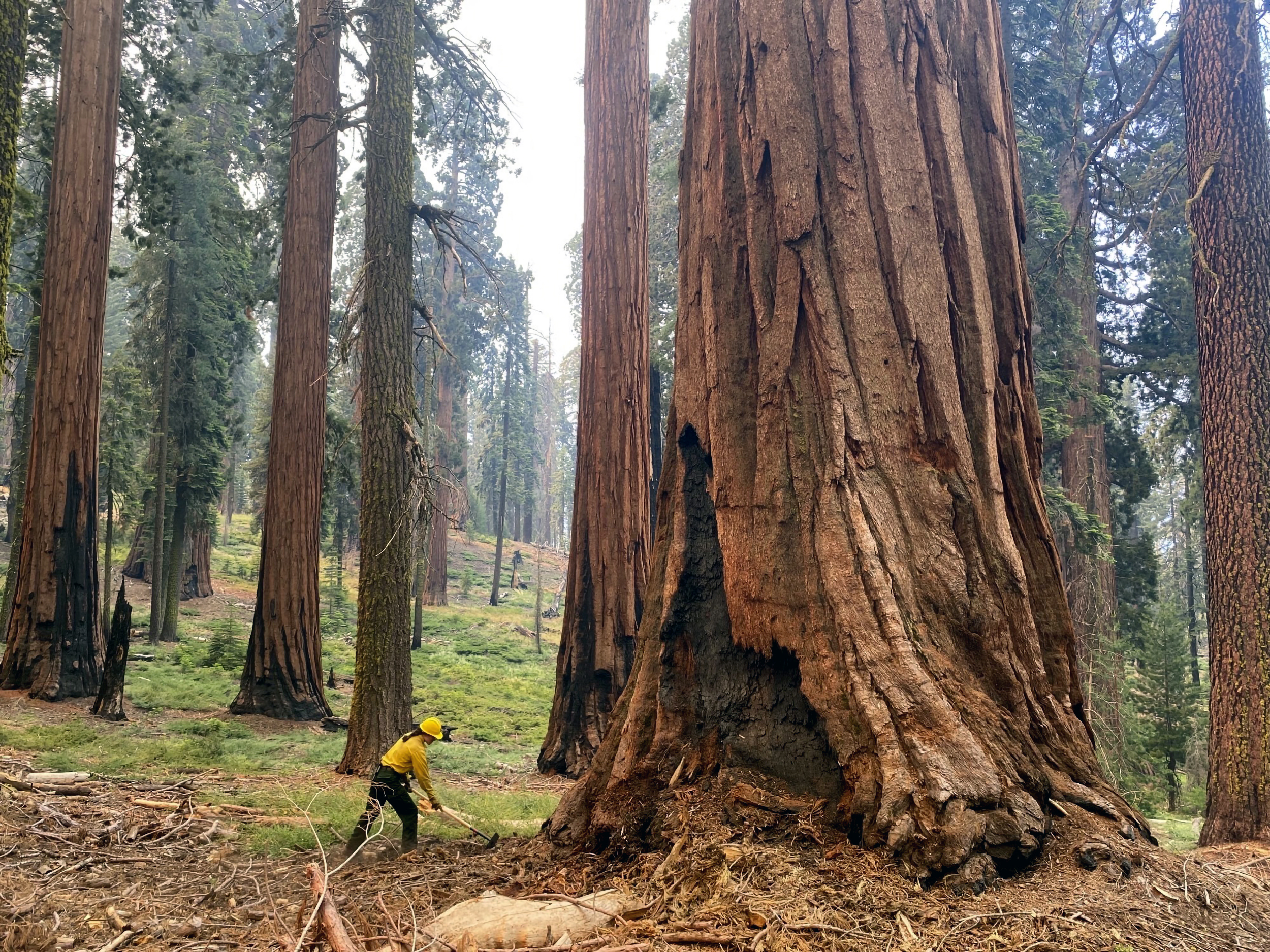 Opinion: Here's how the Save Our Sequoias Act will hurt California's beloved trees - Vimarsana News