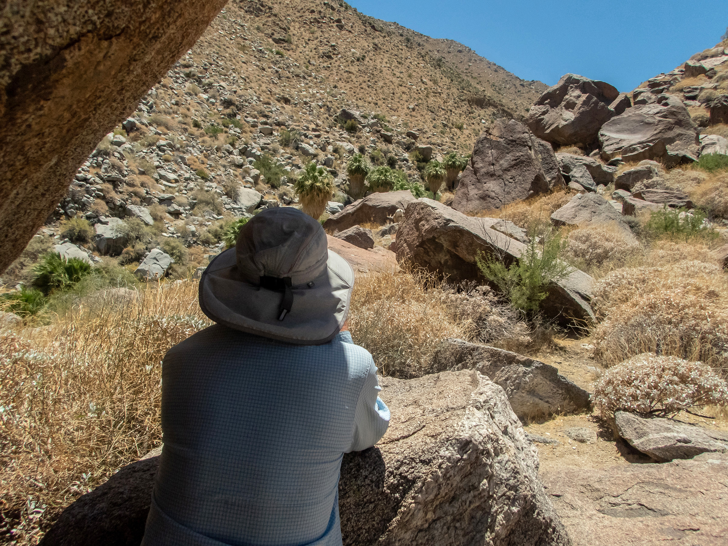 Volunteers outraged as Anza-Borrego park requires fingerprinting for 50th bighorn sheep count - Vimarsana News