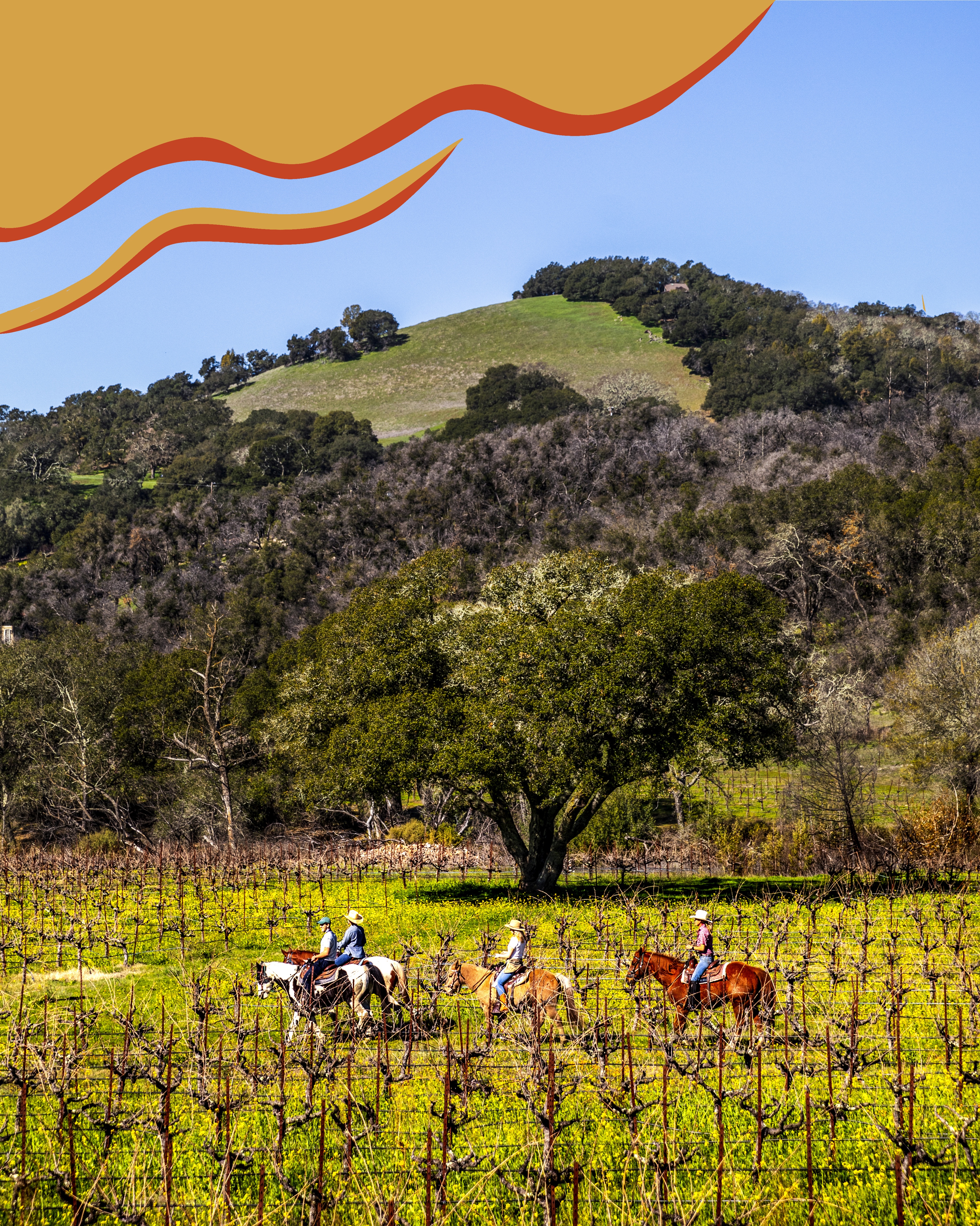 As California reopens, consider Napa and Sonoma wine-tasting - Vimarsana News