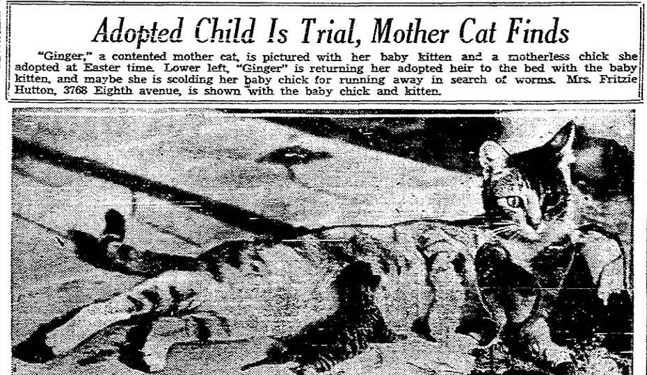 mama-cat-adopts-baby-chick-1933 - The San Diego Union-Tribune - Vimarsana News