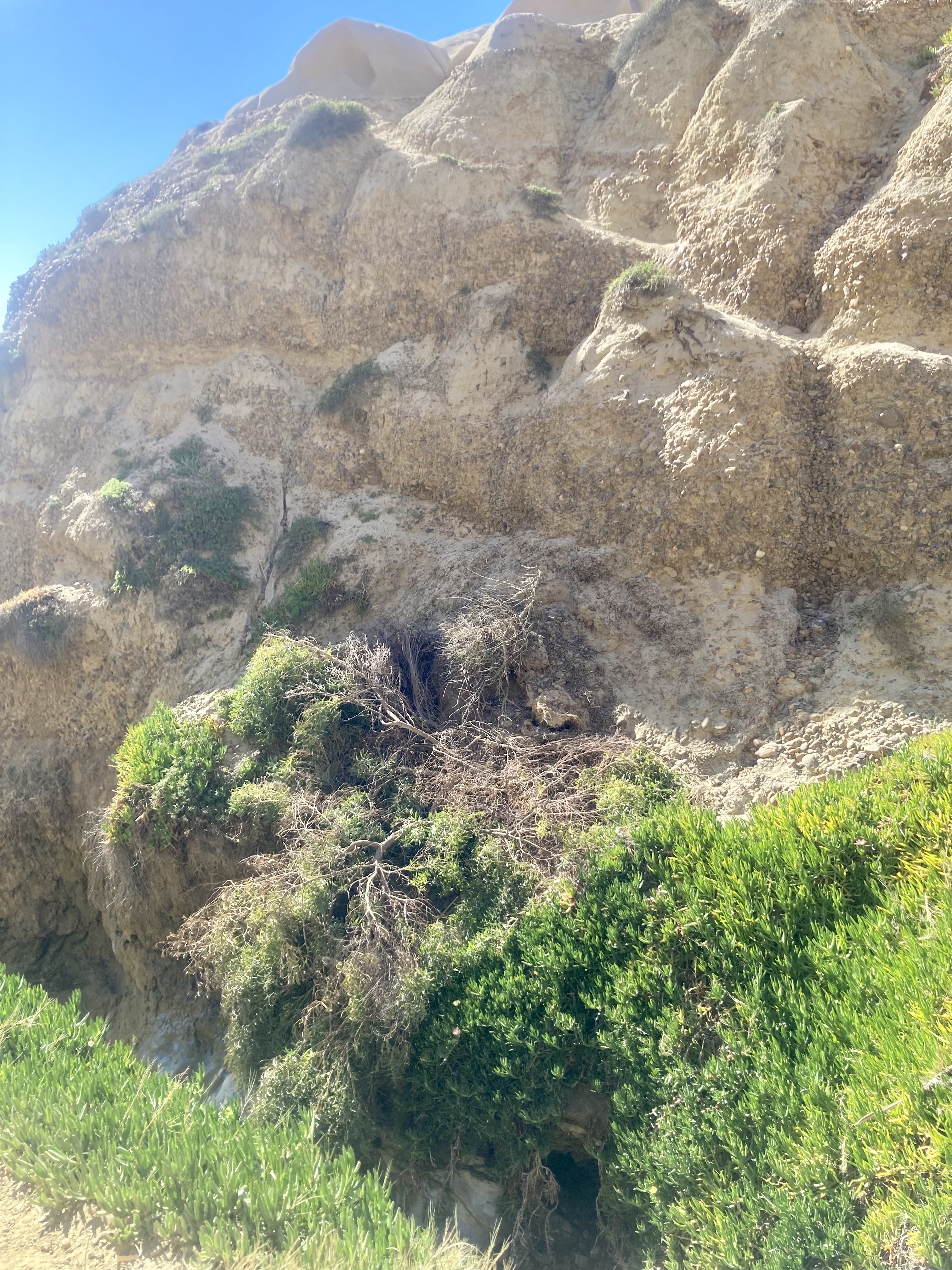 Troubled trail? Tour groups on La Jolla trail to Black's Beach draw concerns - Vimarsana News