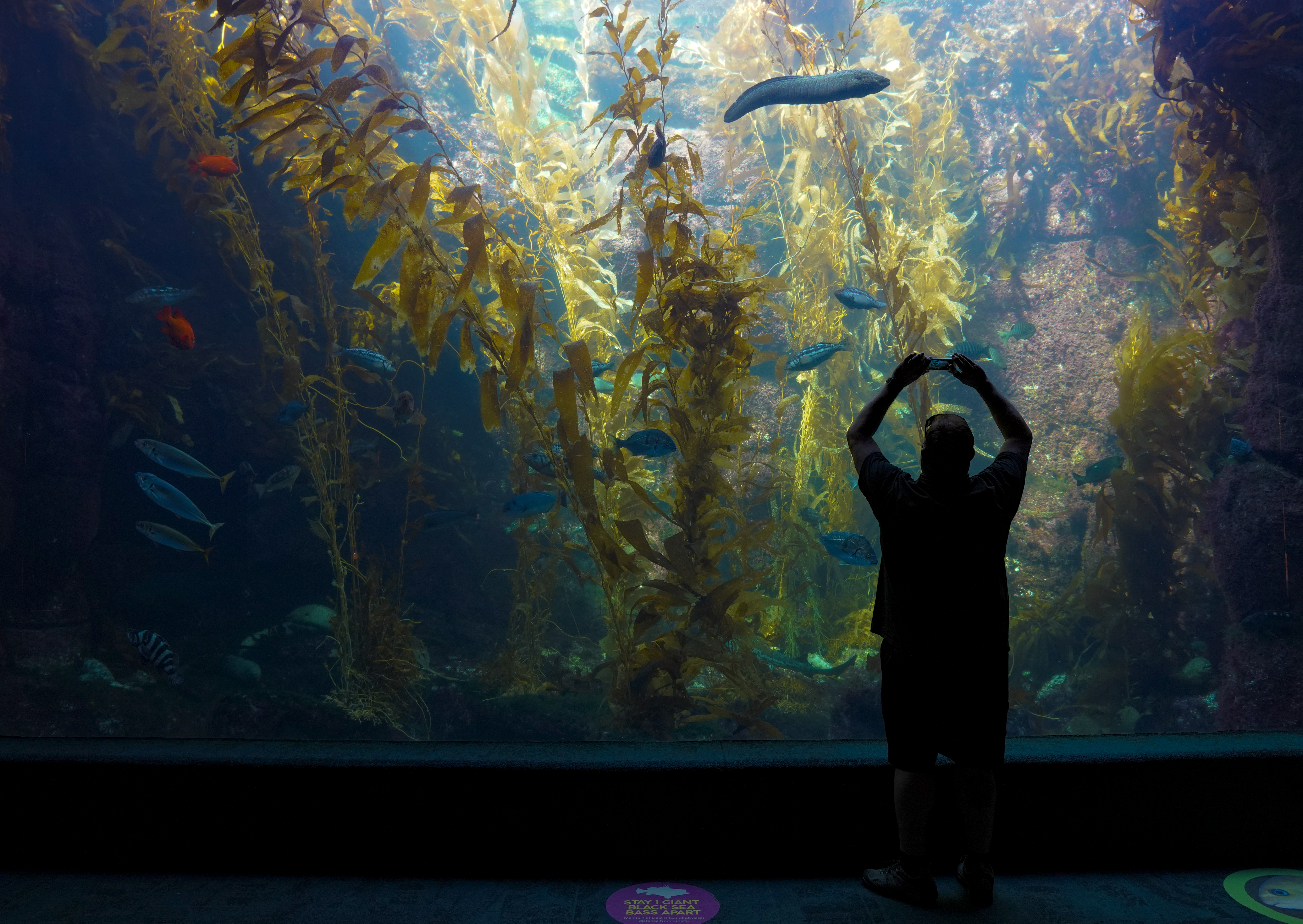 California's kelp forests are dying. Preservation isn't the only way to save them. - Vimarsana News