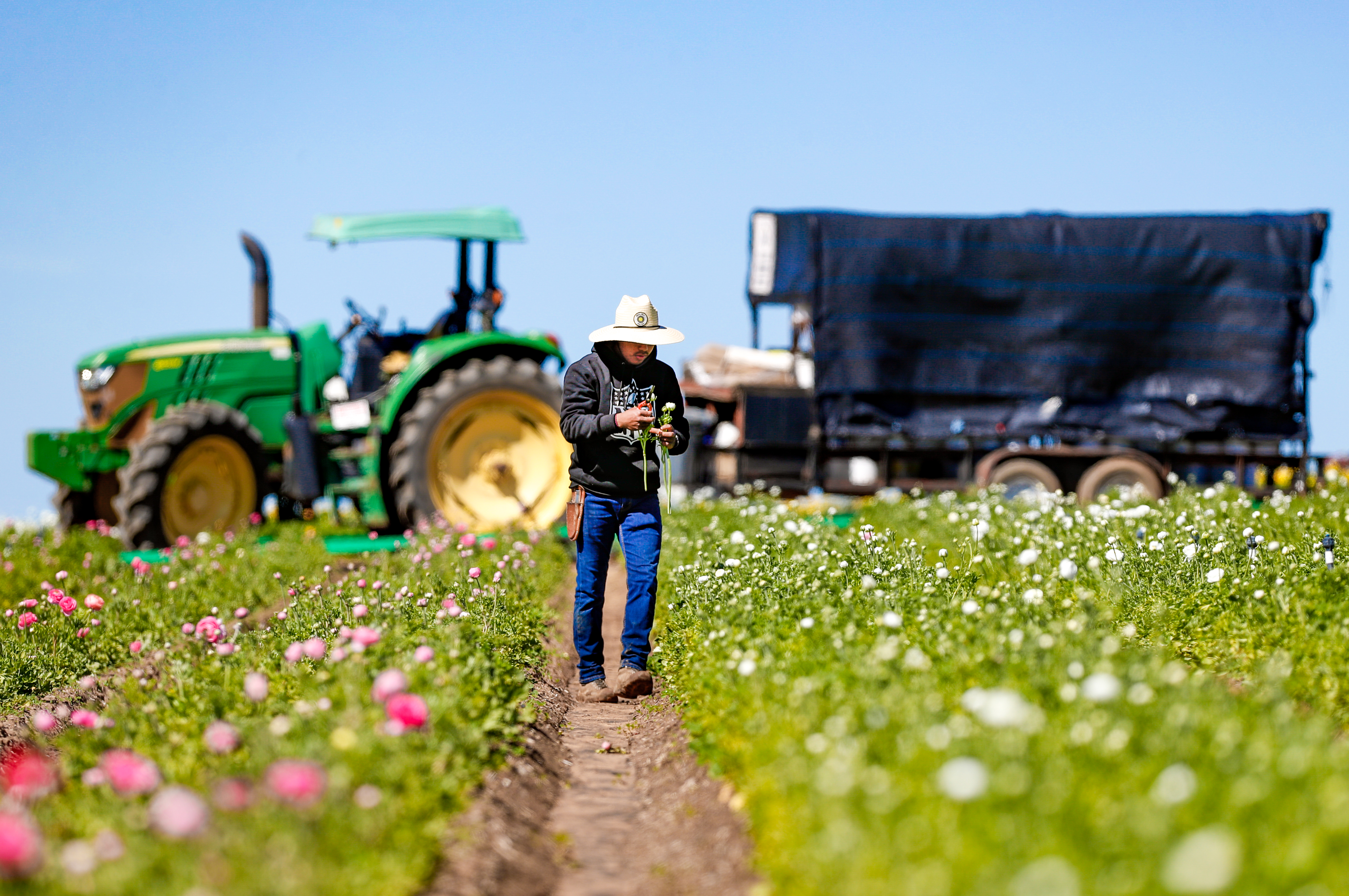 Ecke family's tradition continues to grow with The Flower Fields in Carlsbad - Vimarsana News