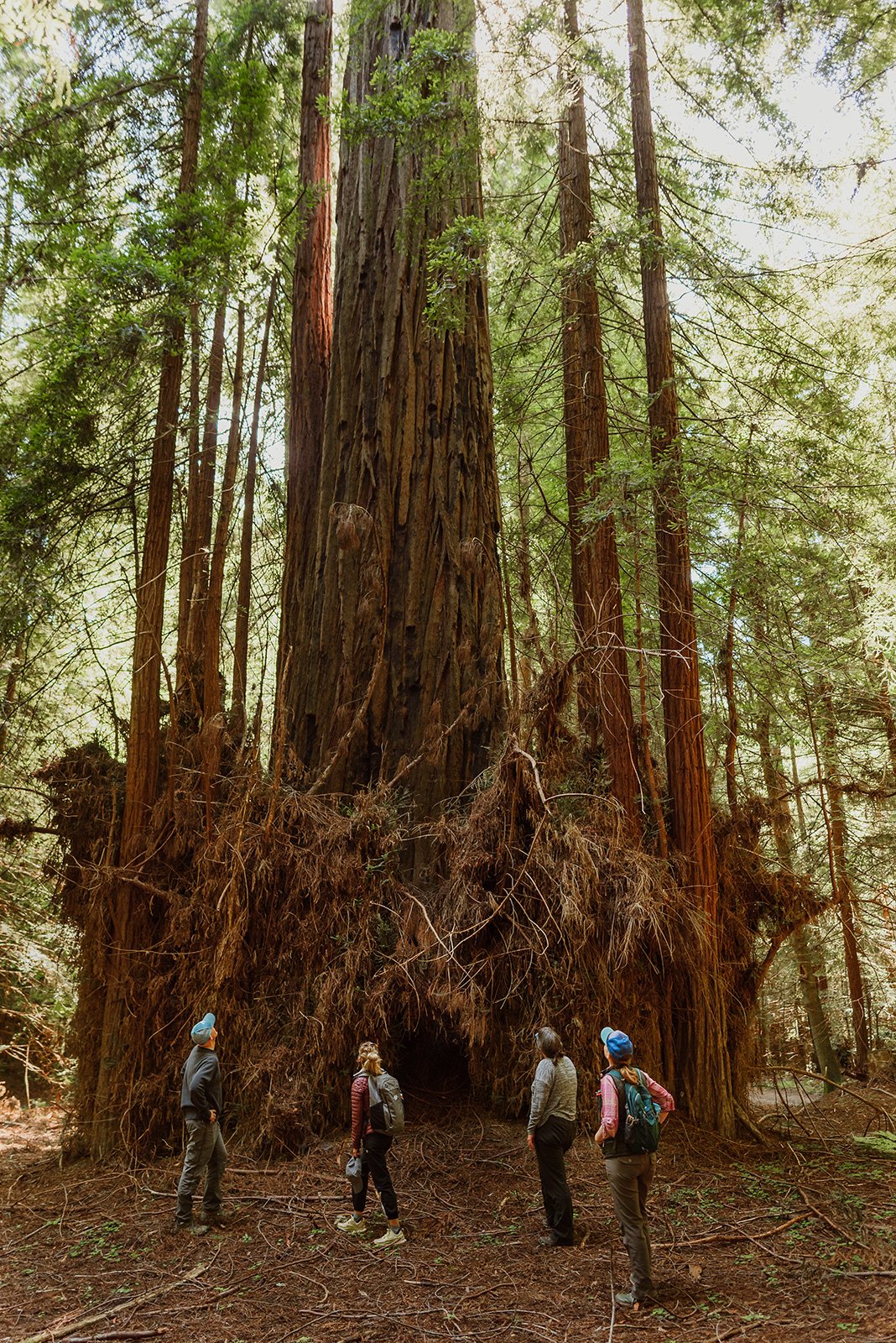 Sonoma County's Clar Tree may finally be protected for good - Vimarsana News