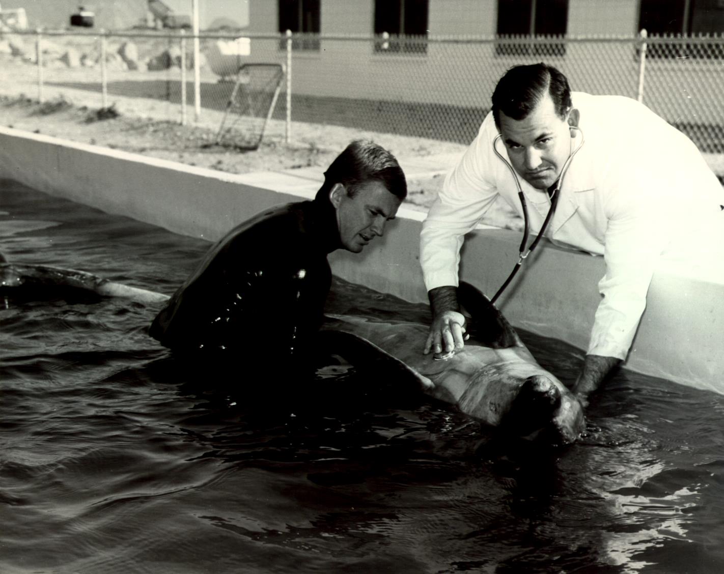 'Dolphin Doctor' Sam Ridgway, marine mammal research pioneer, remembered for 'boundless curiosity' - Vimarsana News
