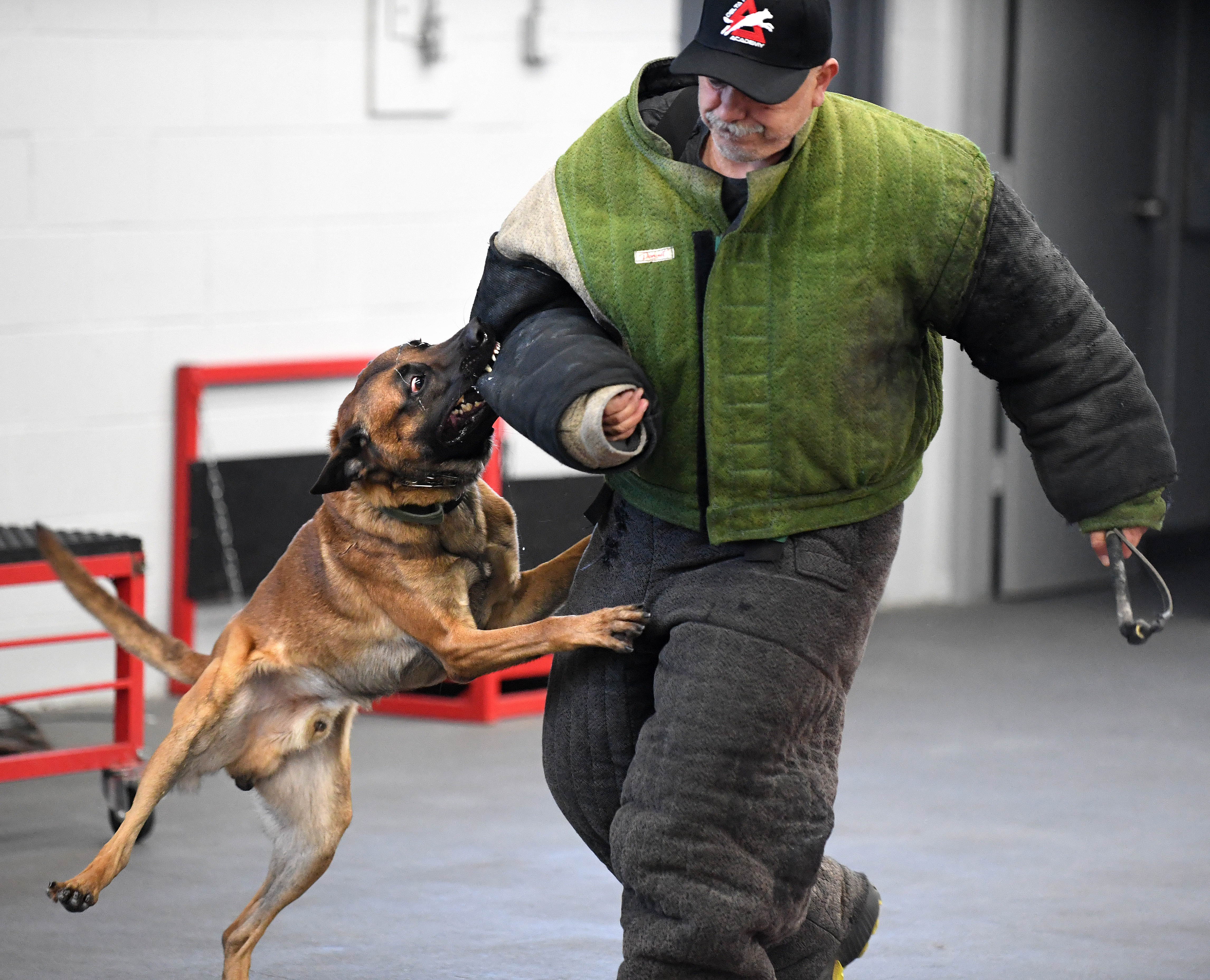 There are guard dogs. Then there are $150,000 'canine bodyguards' - Vimarsana News