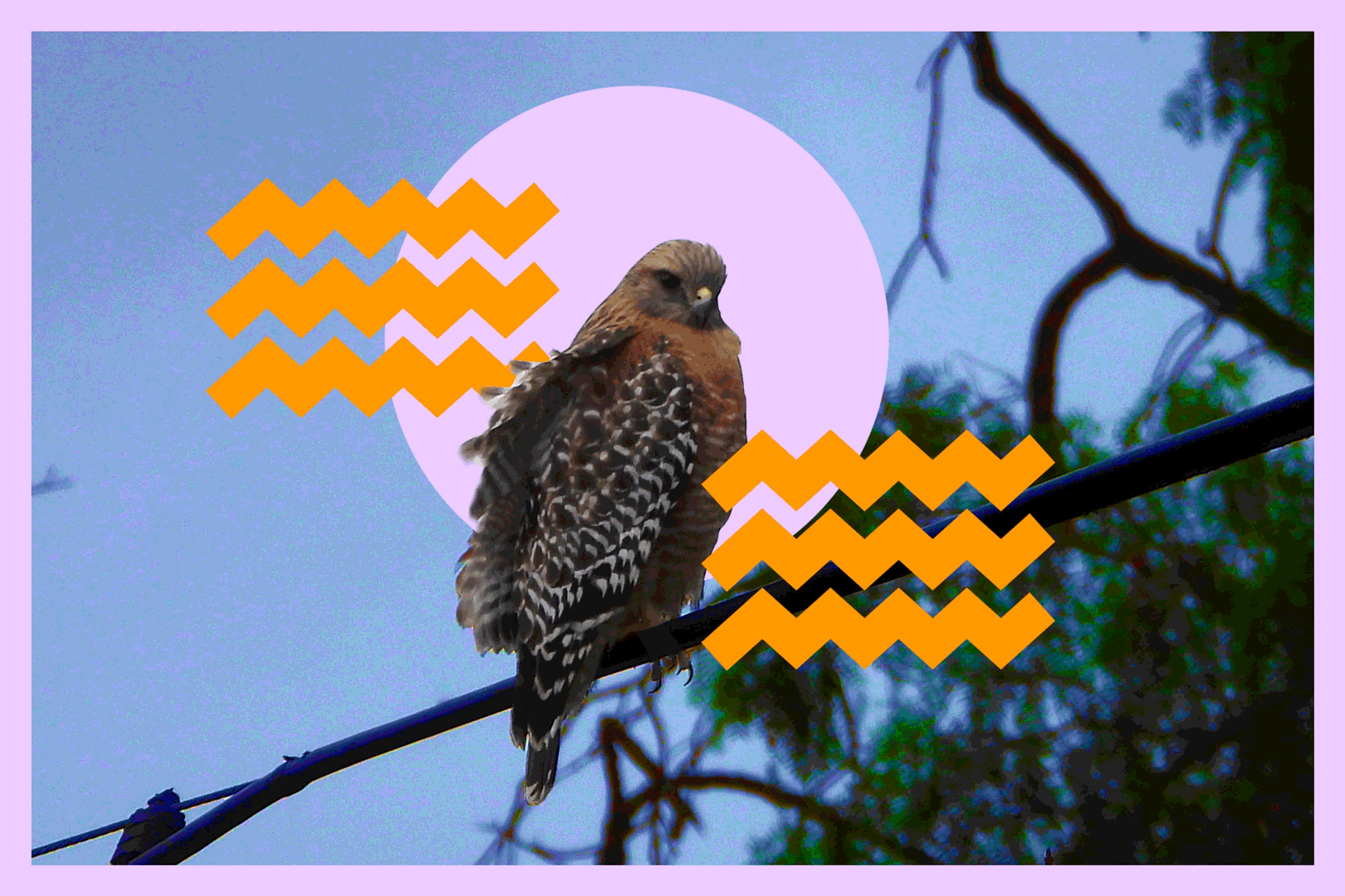 Head to Griffith Park to peep L.A.'s fascinating birds of prey - Vimarsana News