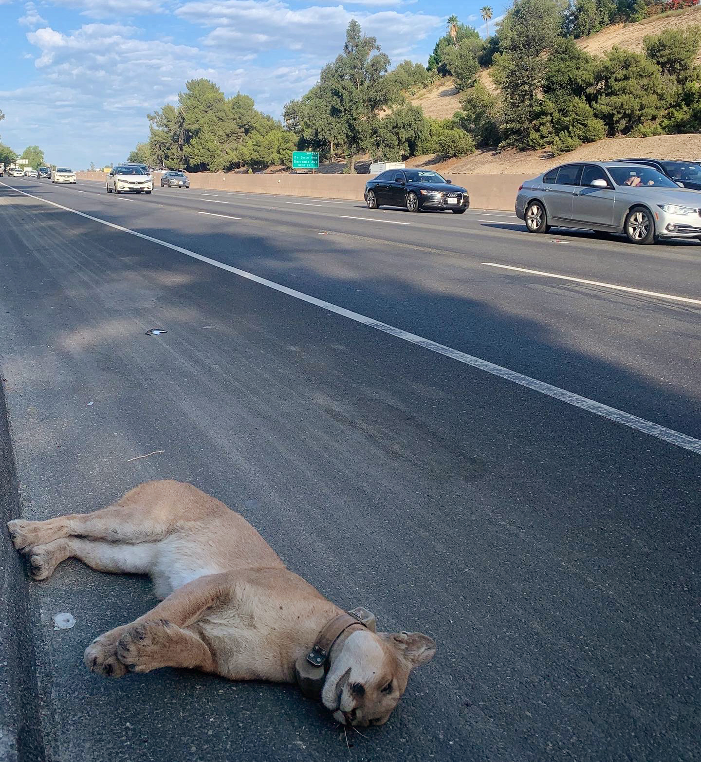 Editorial: Mountain lions are being slaughtered on the roads. They need our help to cross safely - Vimarsana News