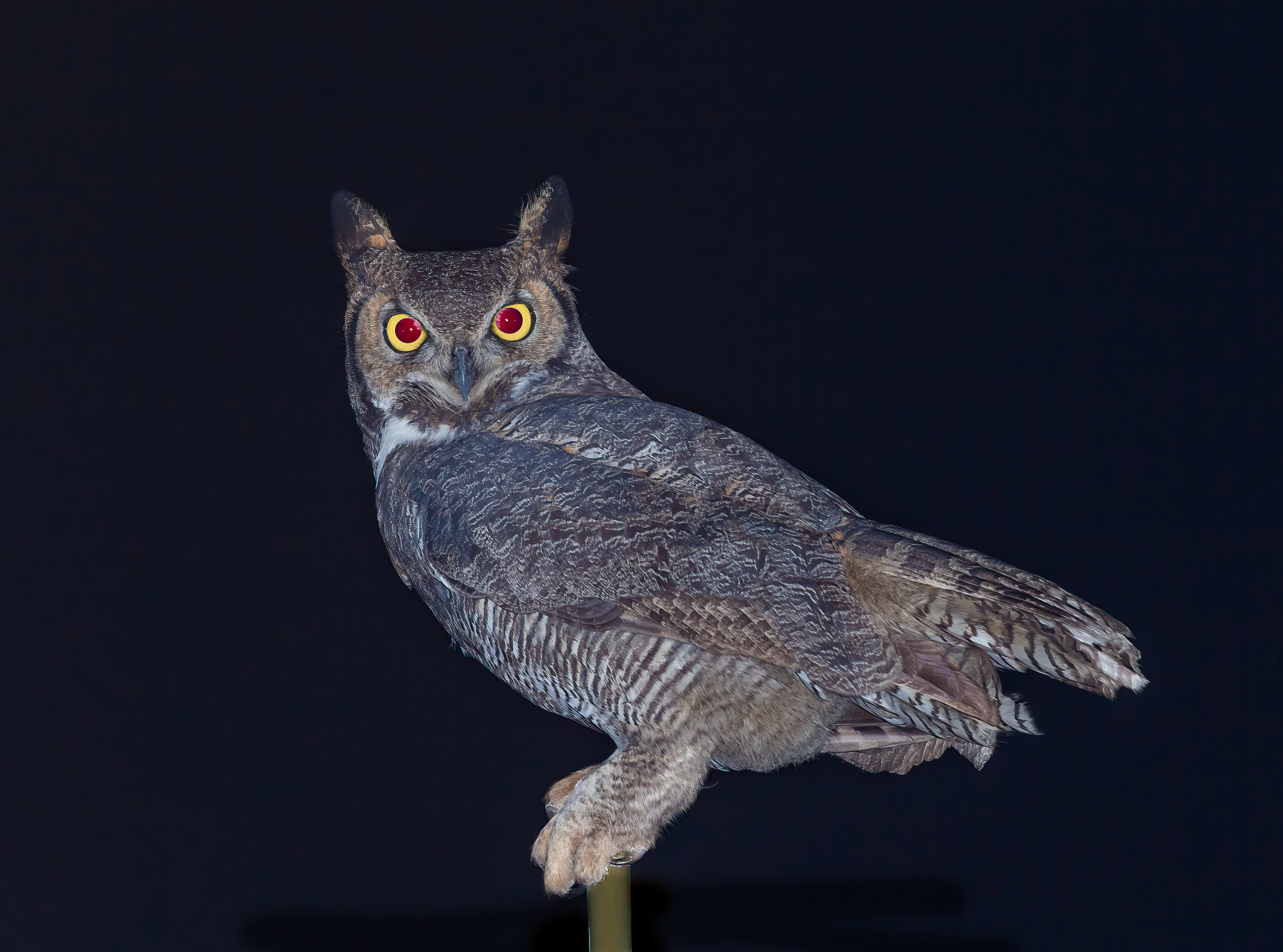 Reasons for owls hooting draw answers from the mind, heart - Vimarsana News